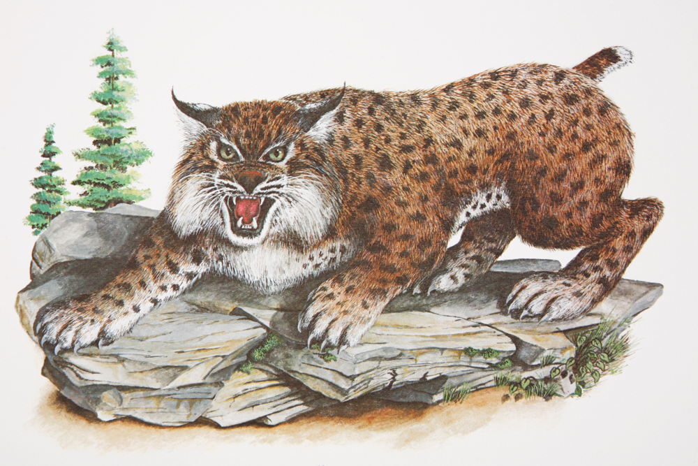 Collection of "Kentucky Wildcat" and "Kentucky Basketball" Prints