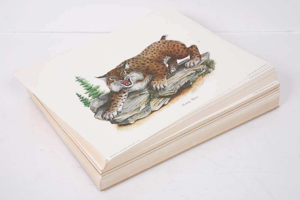 Collection of "Kentucky Wildcat" and "Kentucky Basketball" Prints