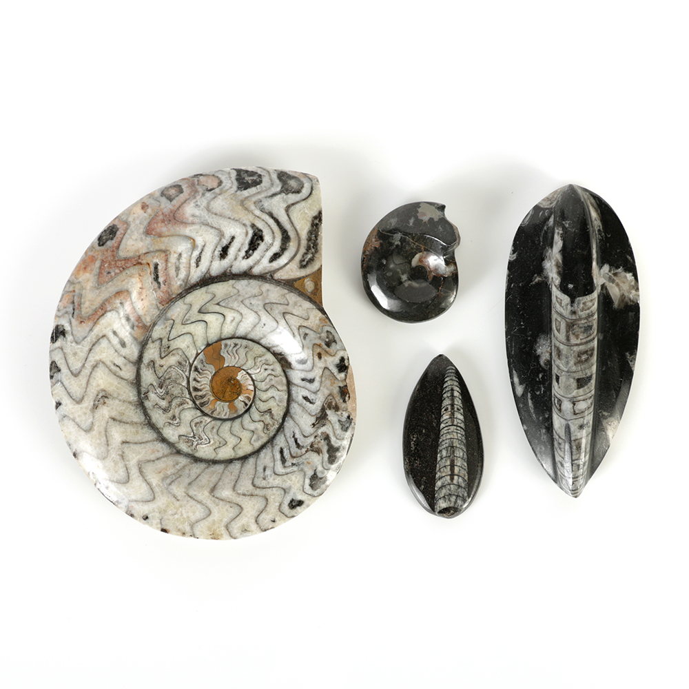 Coiled Ammonoid and Conic Cephalopod Specimens