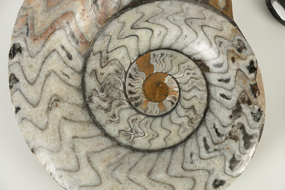 Coiled Ammonoid and Conic Cephalopod Specimens