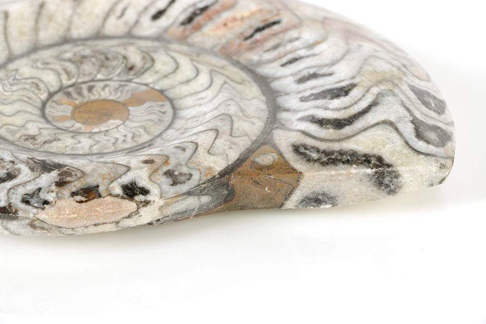 Coiled Ammonoid and Conic Cephalopod Specimens