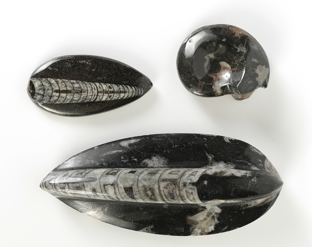 Coiled Ammonoid and Conic Cephalopod Specimens