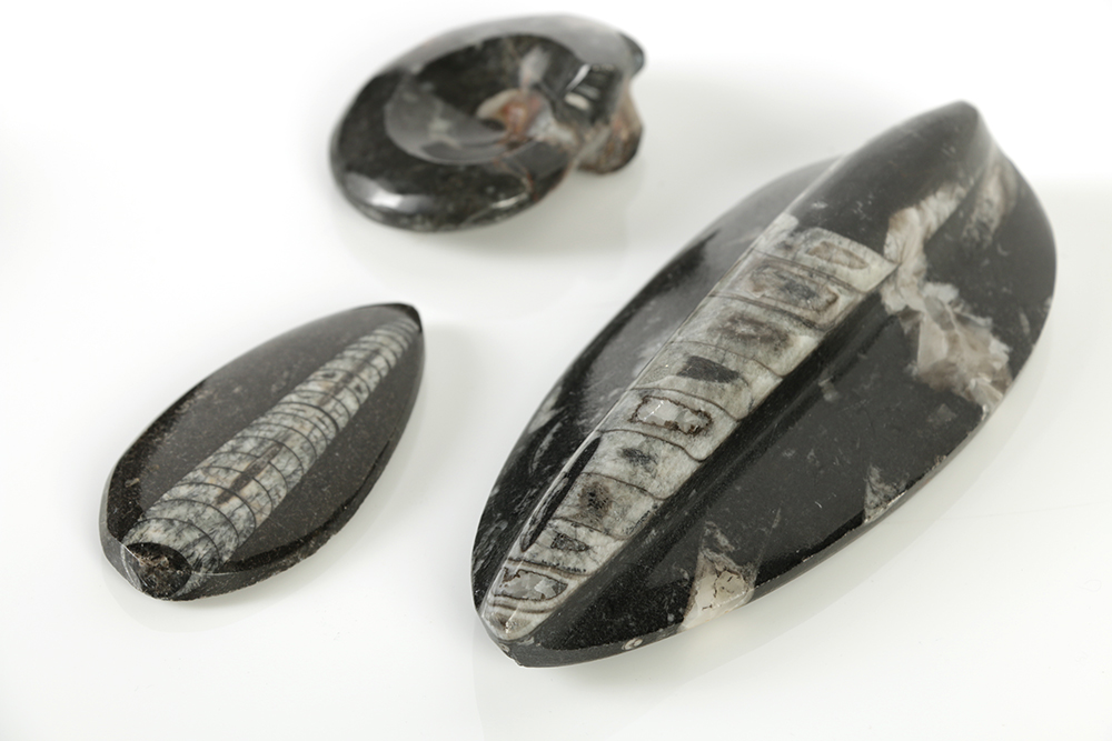 Coiled Ammonoid and Conic Cephalopod Specimens