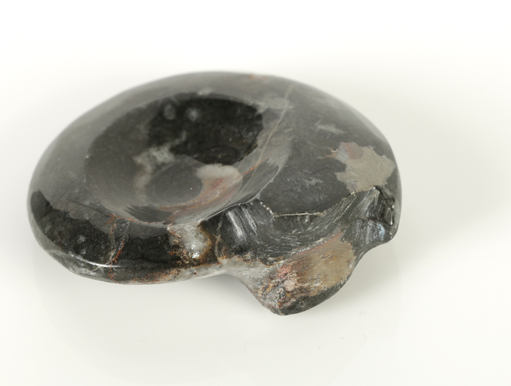 Coiled Ammonoid and Conic Cephalopod Specimens