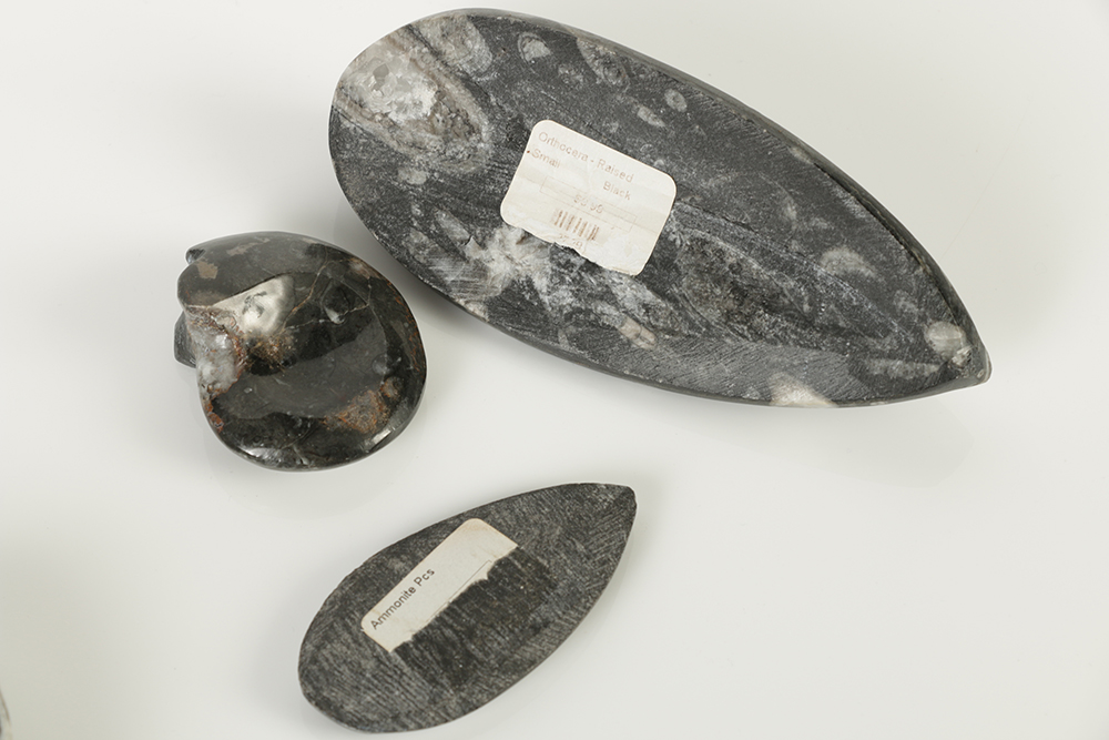 Coiled Ammonoid and Conic Cephalopod Specimens