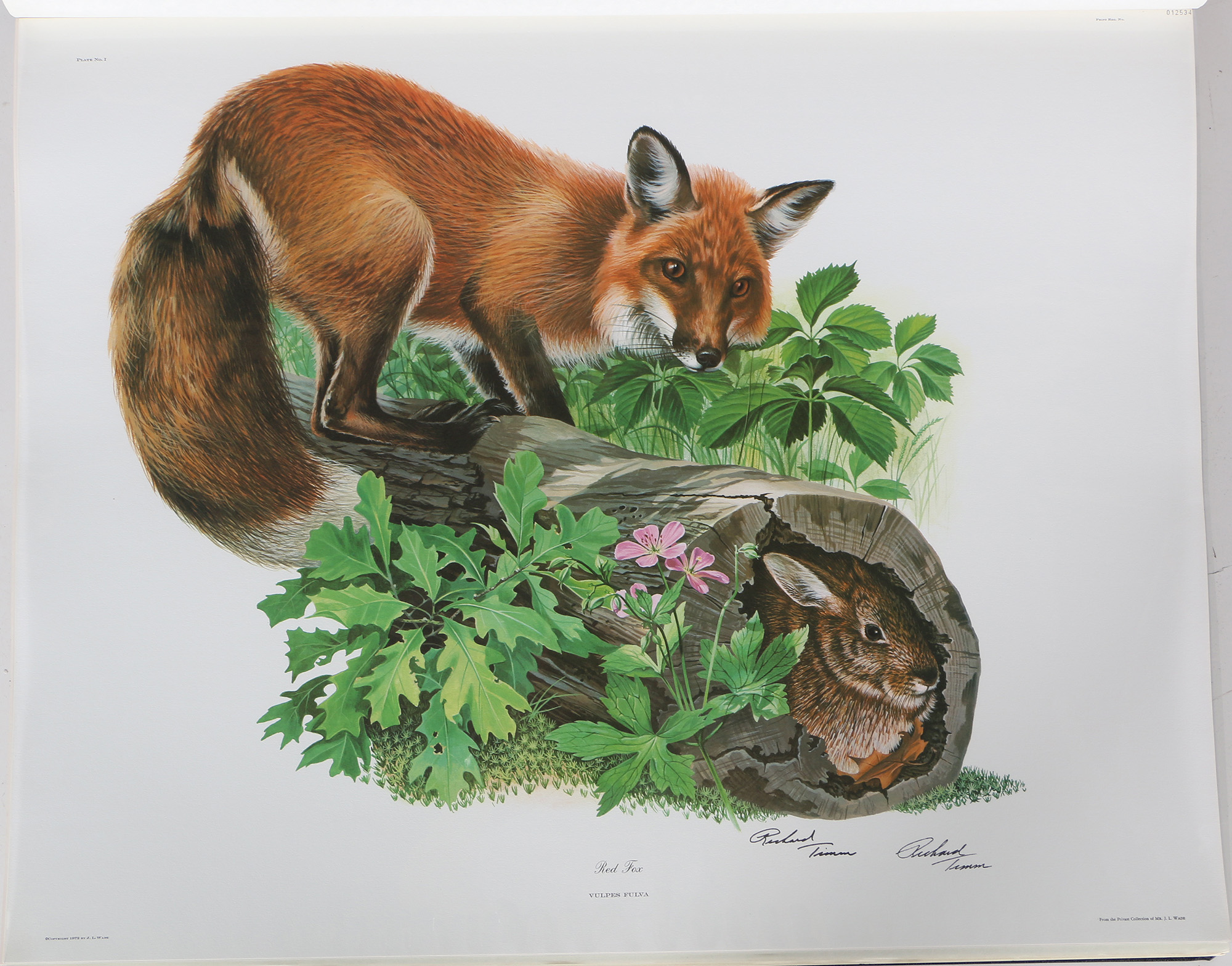 Richard Timm Offset Lithographs "Mammals of North America" Portfolio