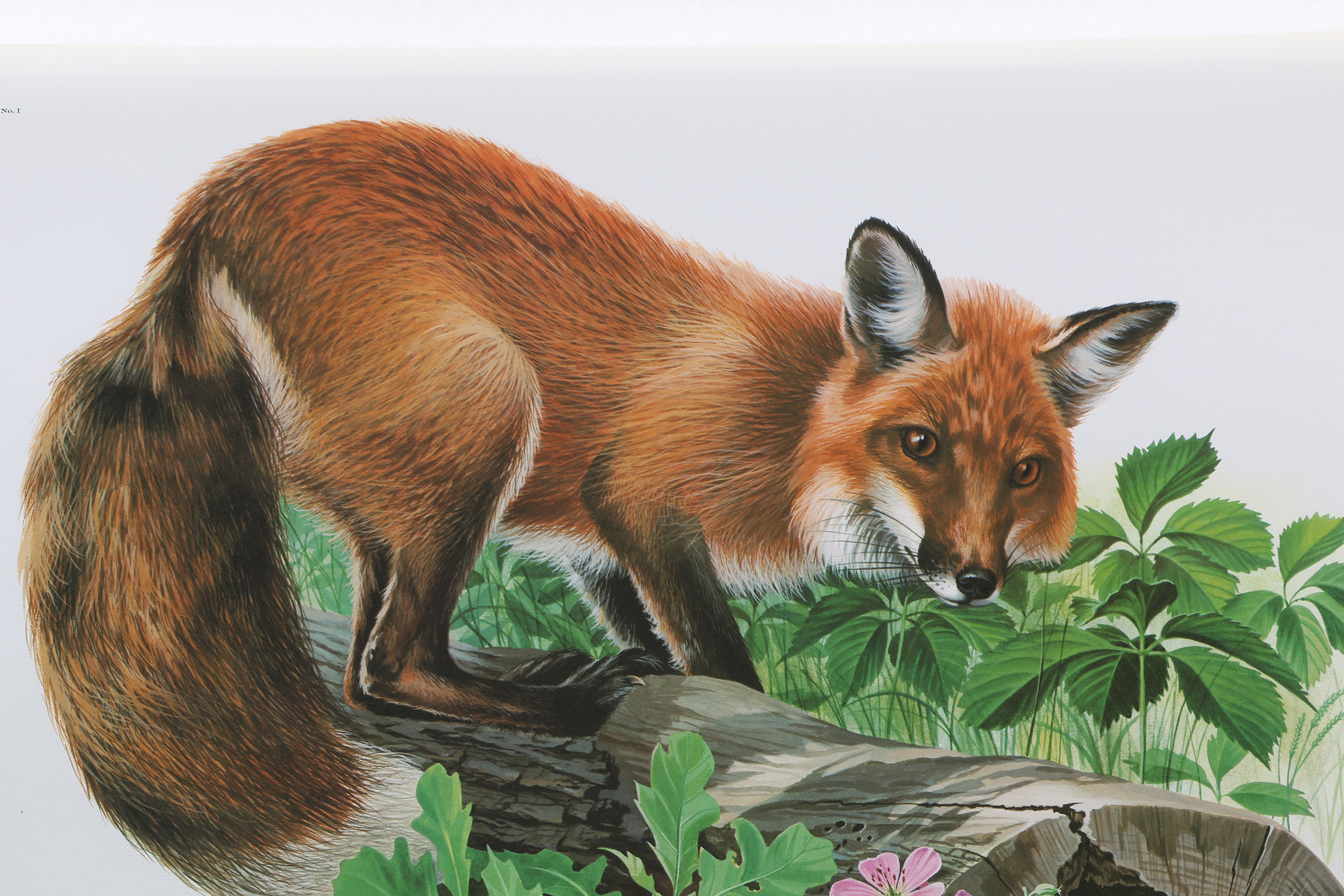 Richard Timm Offset Lithographs "Mammals of North America" Portfolio