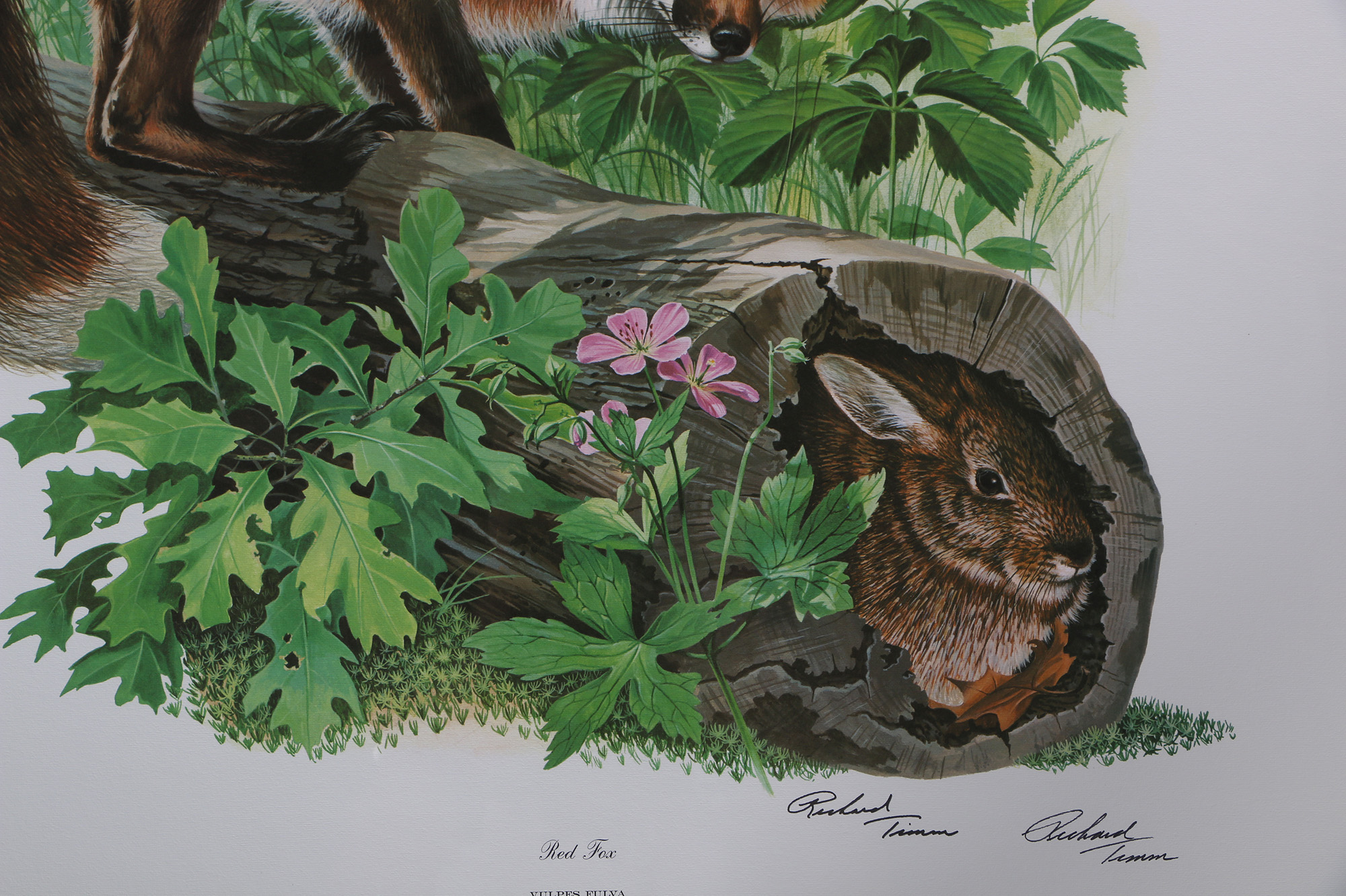 Richard Timm Offset Lithographs "Mammals of North America" Portfolio