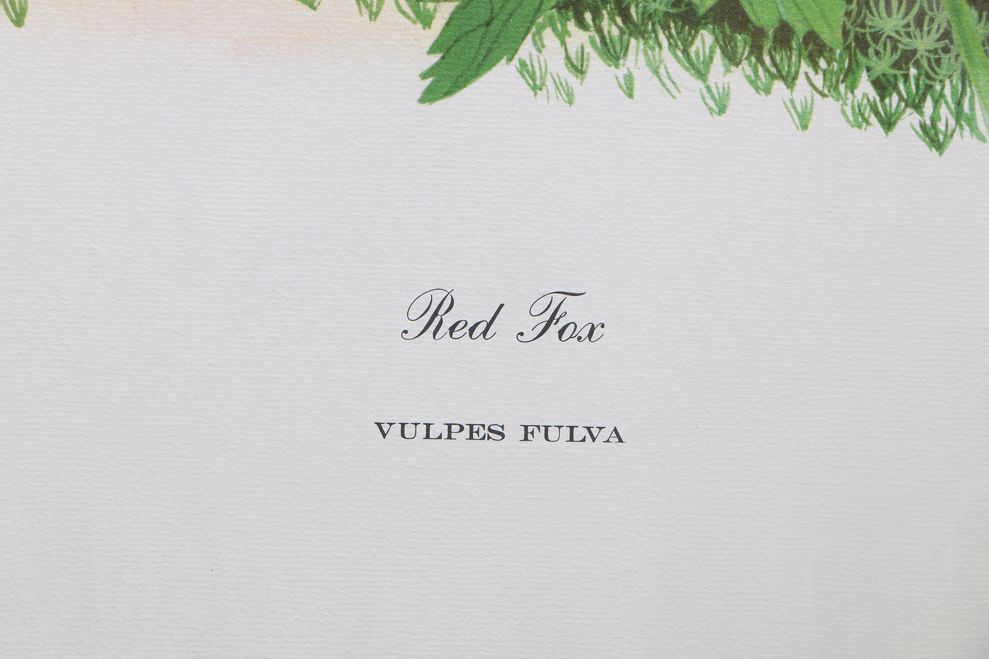 Richard Timm Offset Lithographs "Mammals of North America" Portfolio