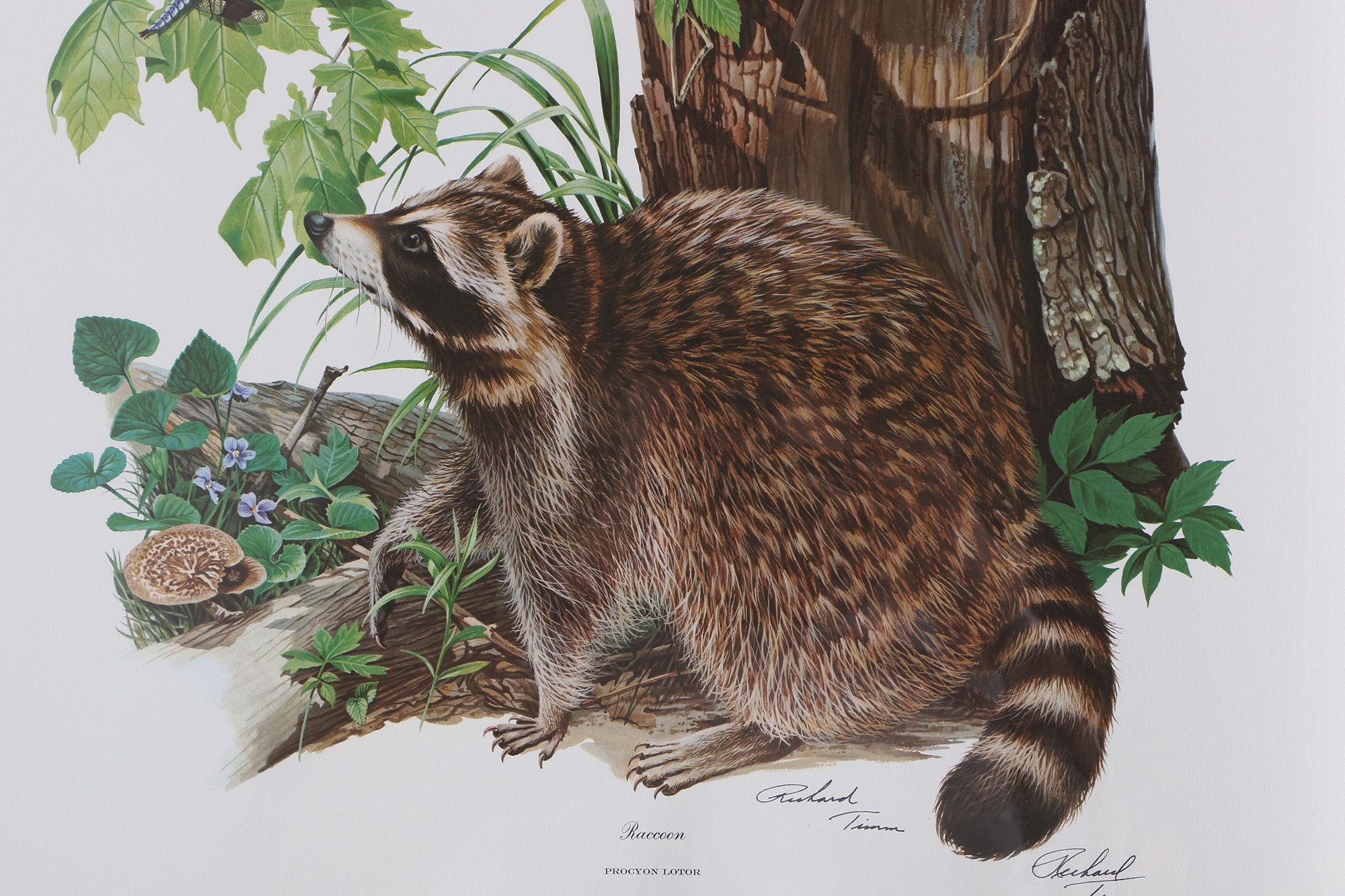 Richard Timm Offset Lithographs "Mammals of North America" Portfolio
