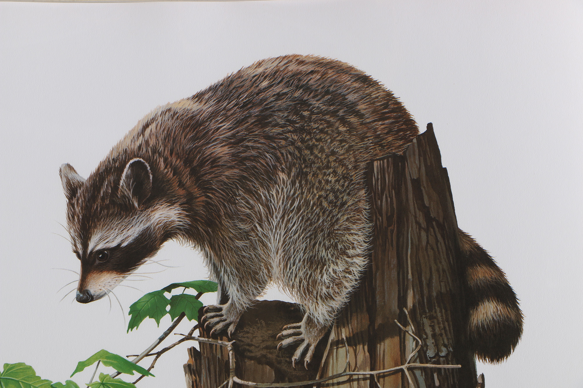 Richard Timm Offset Lithographs "Mammals of North America" Portfolio