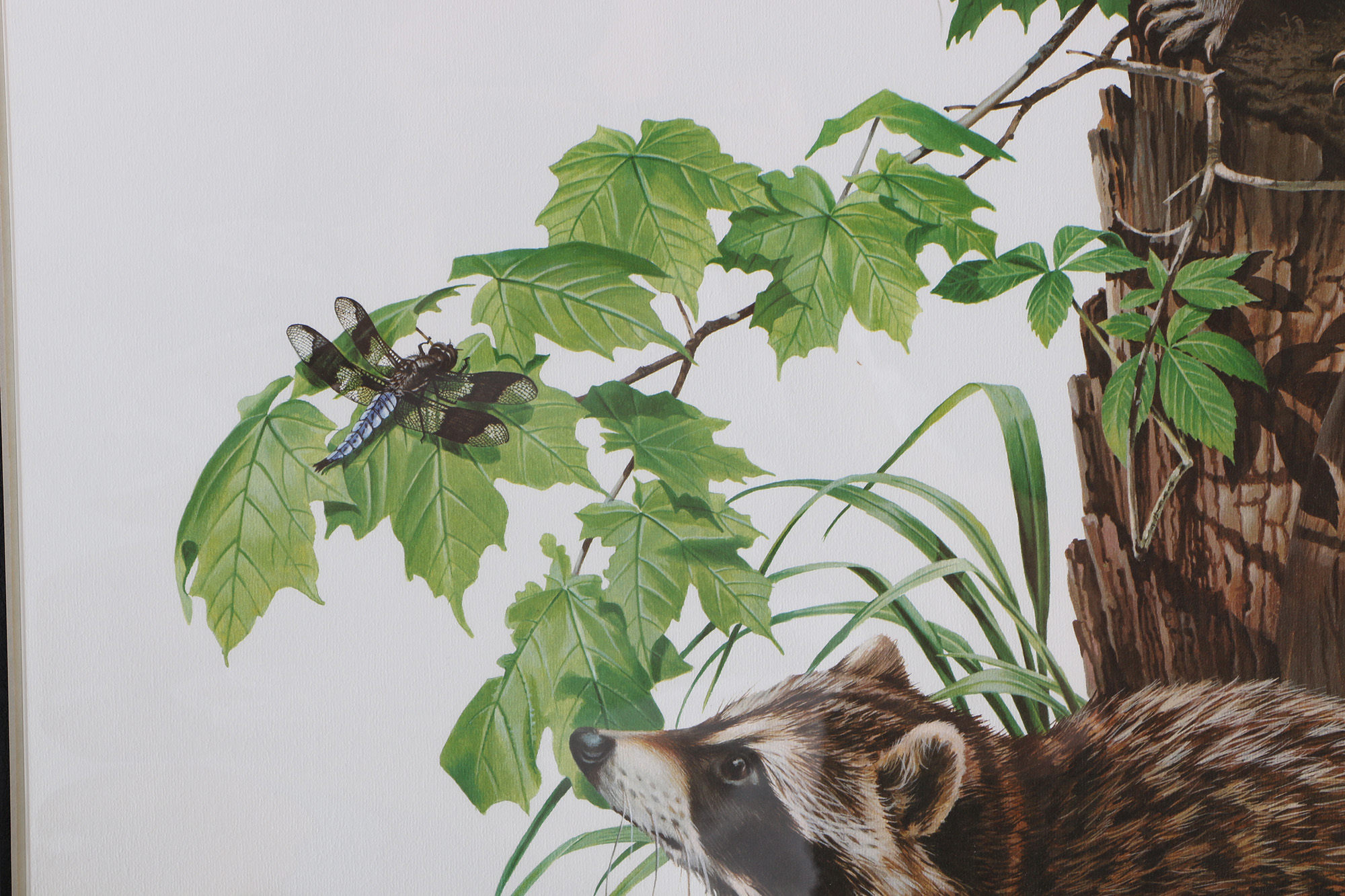 Richard Timm Offset Lithographs "Mammals of North America" Portfolio