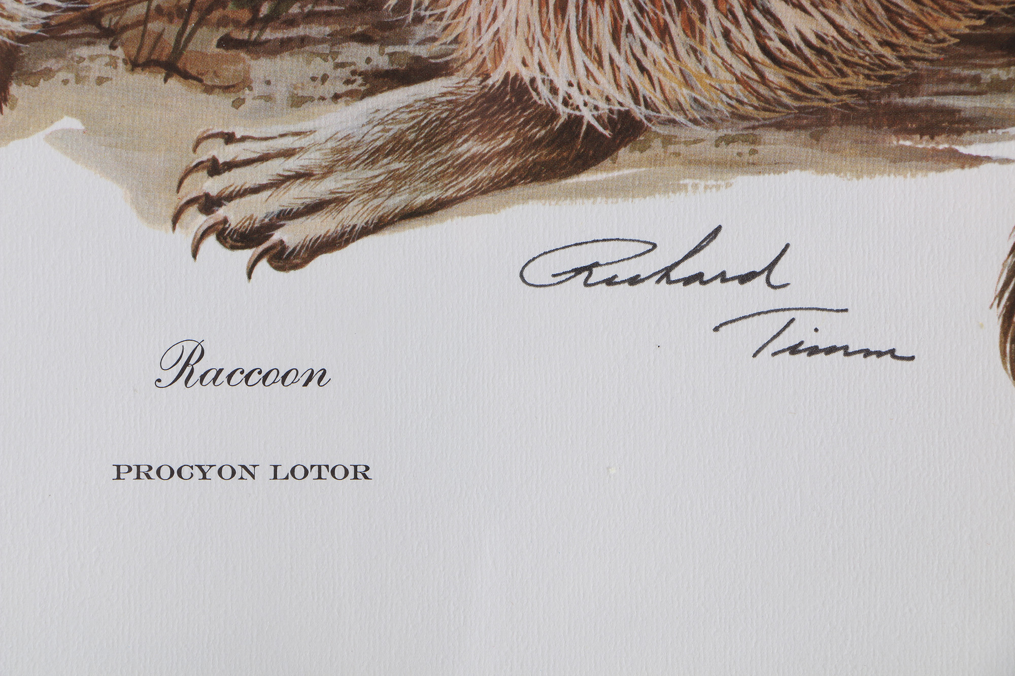 Richard Timm Offset Lithographs "Mammals of North America" Portfolio