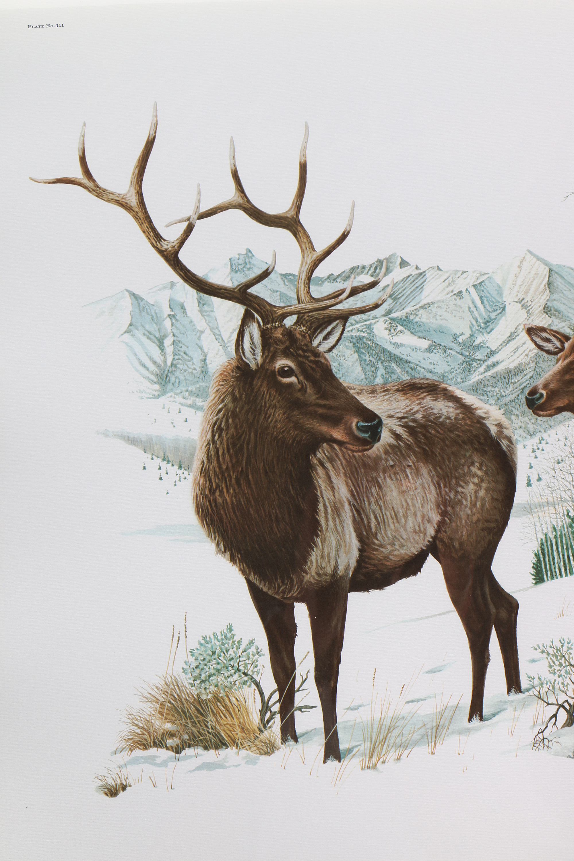 Richard Timm Offset Lithographs "Mammals of North America" Portfolio