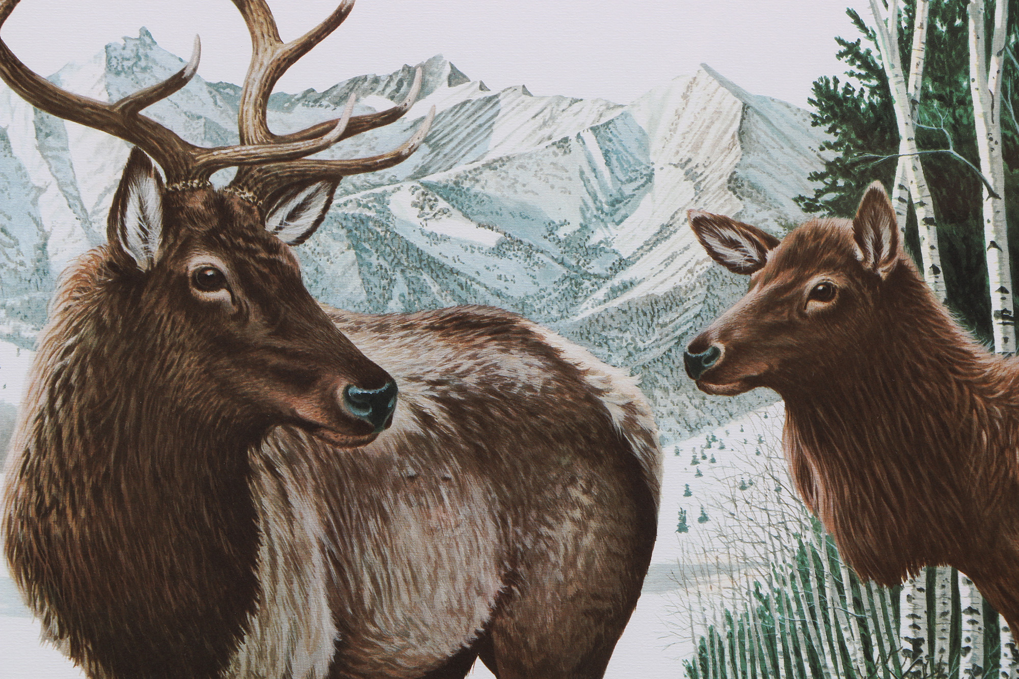 Richard Timm Offset Lithographs "Mammals of North America" Portfolio