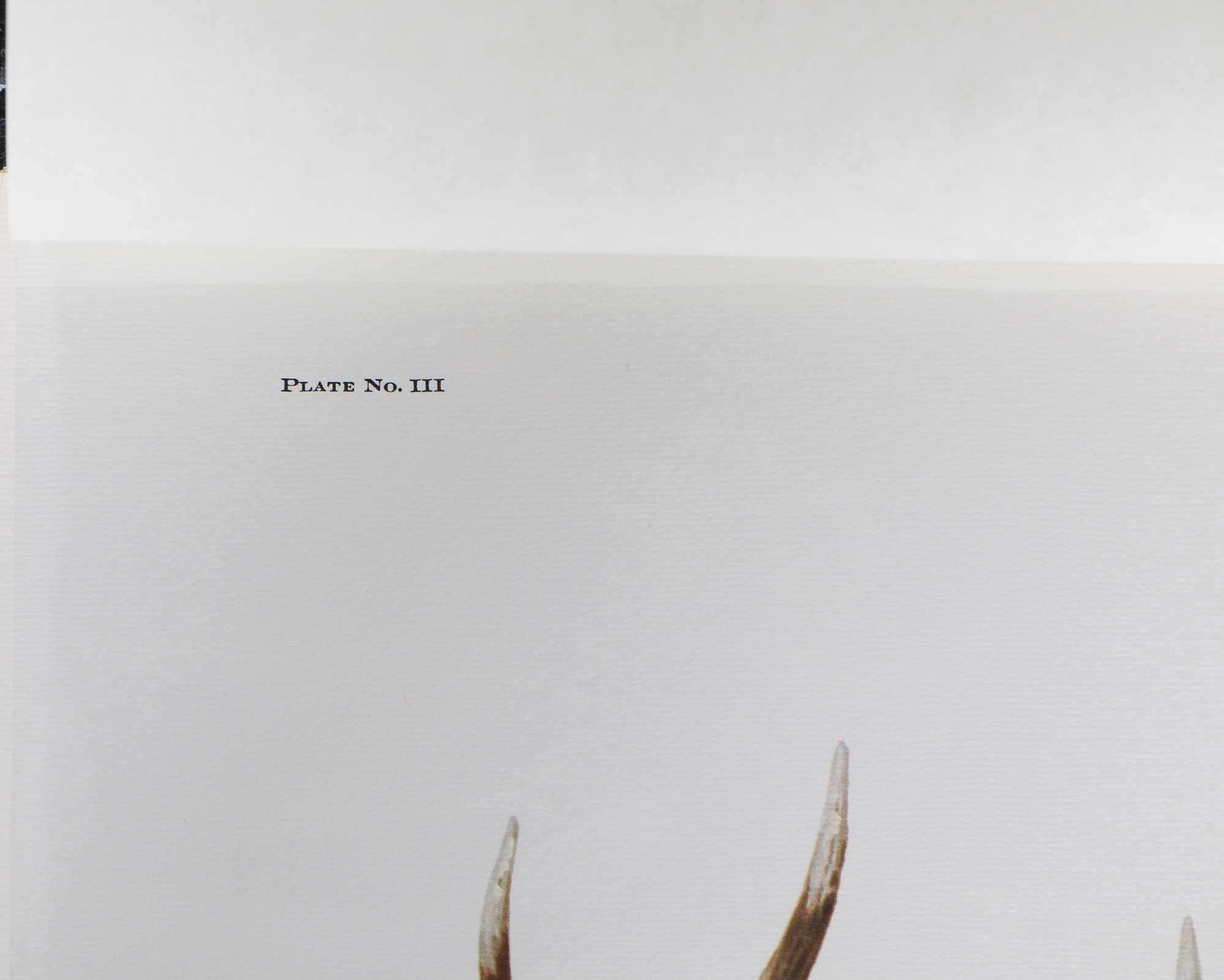 Richard Timm Offset Lithographs "Mammals of North America" Portfolio