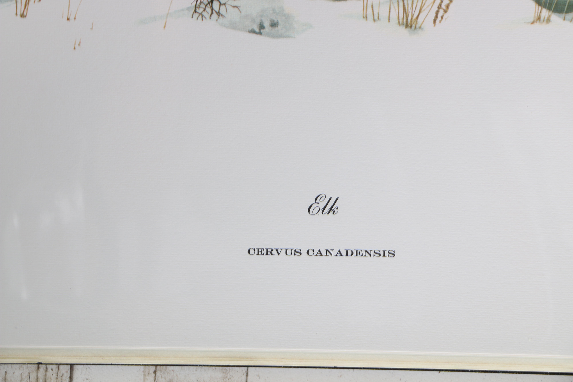 Richard Timm Offset Lithographs "Mammals of North America" Portfolio