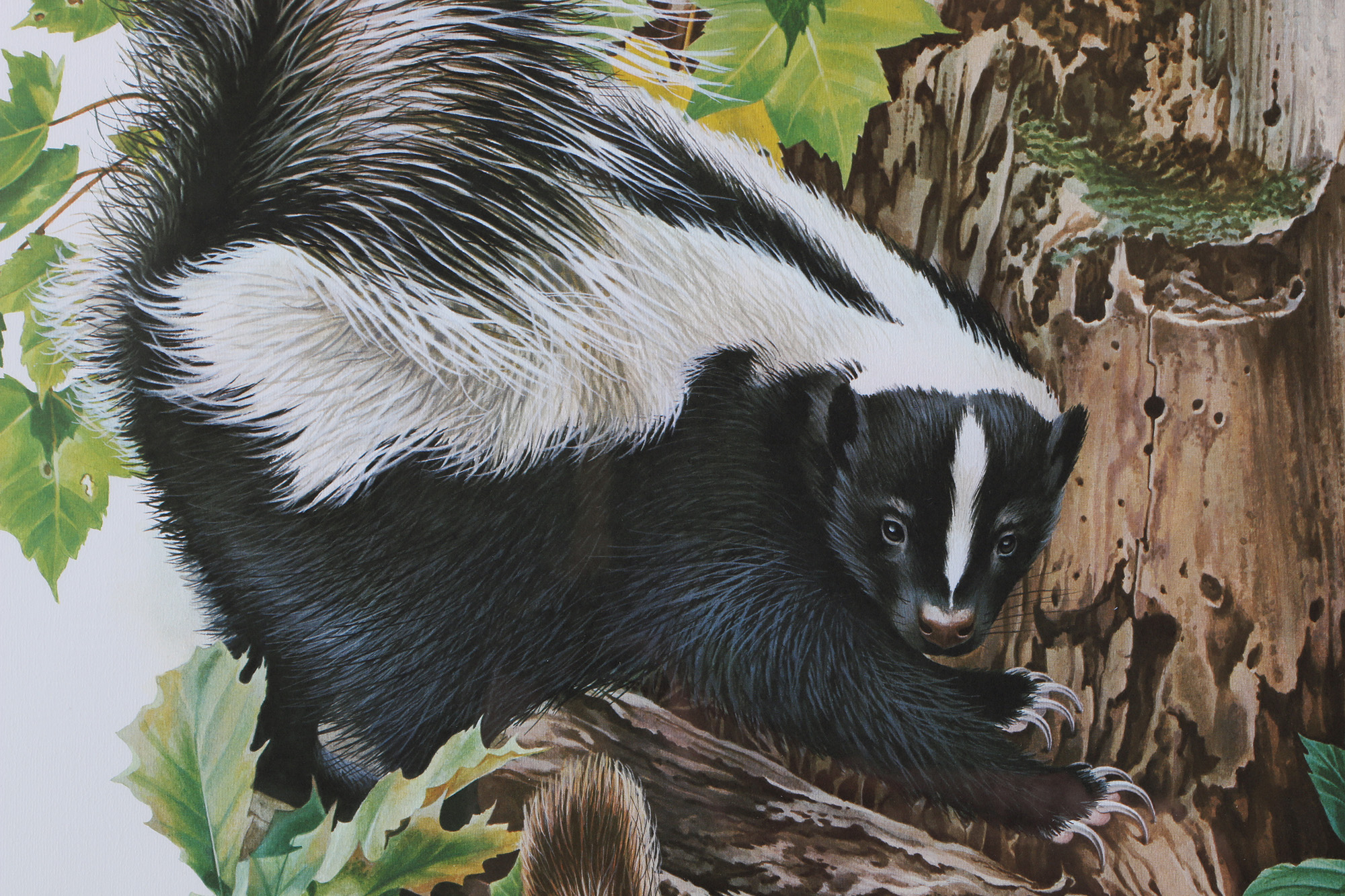 Richard Timm Offset Lithographs "Mammals of North America" Portfolio