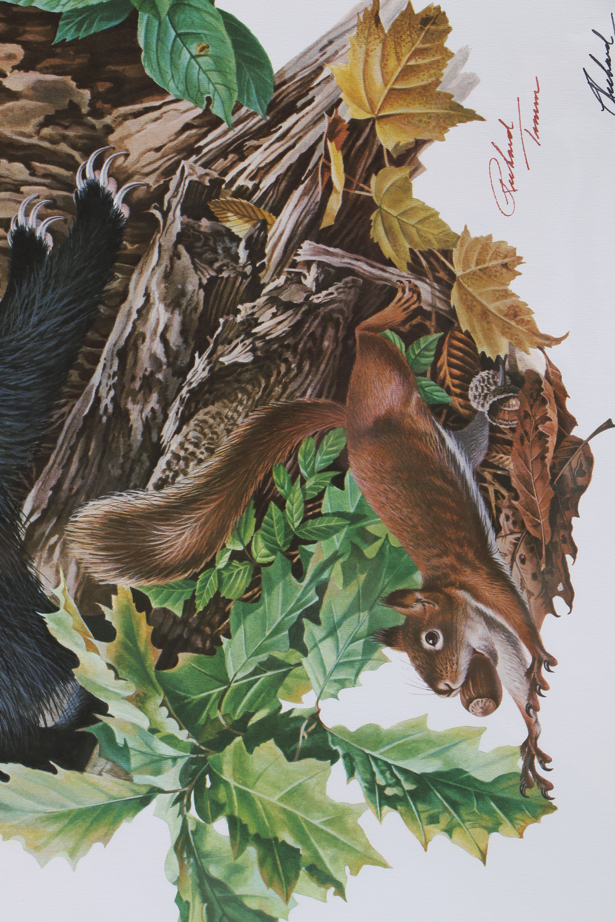 Richard Timm Offset Lithographs "Mammals of North America" Portfolio