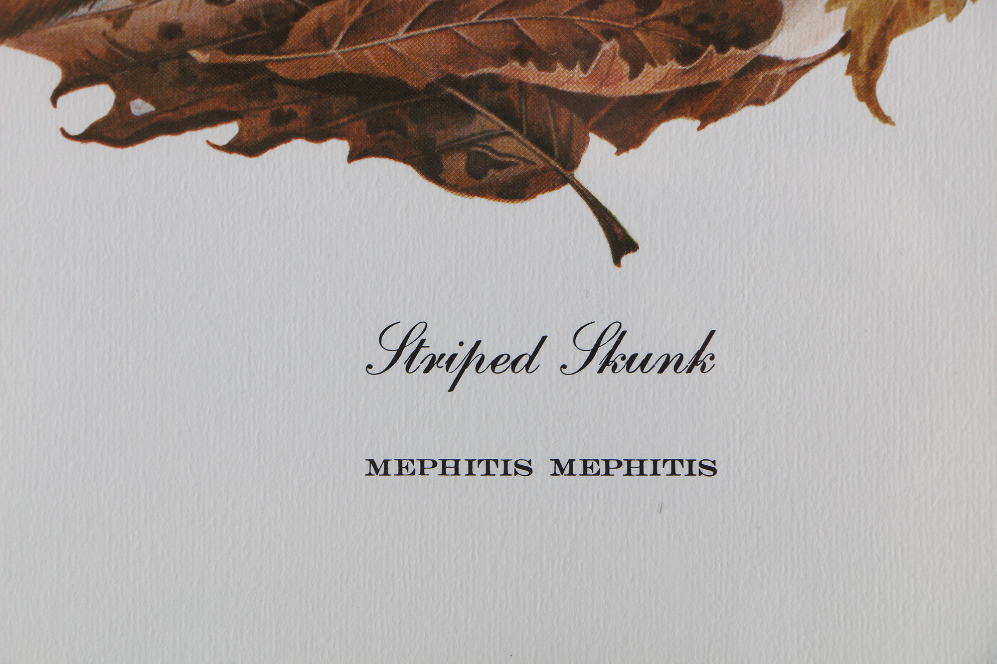 Richard Timm Offset Lithographs "Mammals of North America" Portfolio