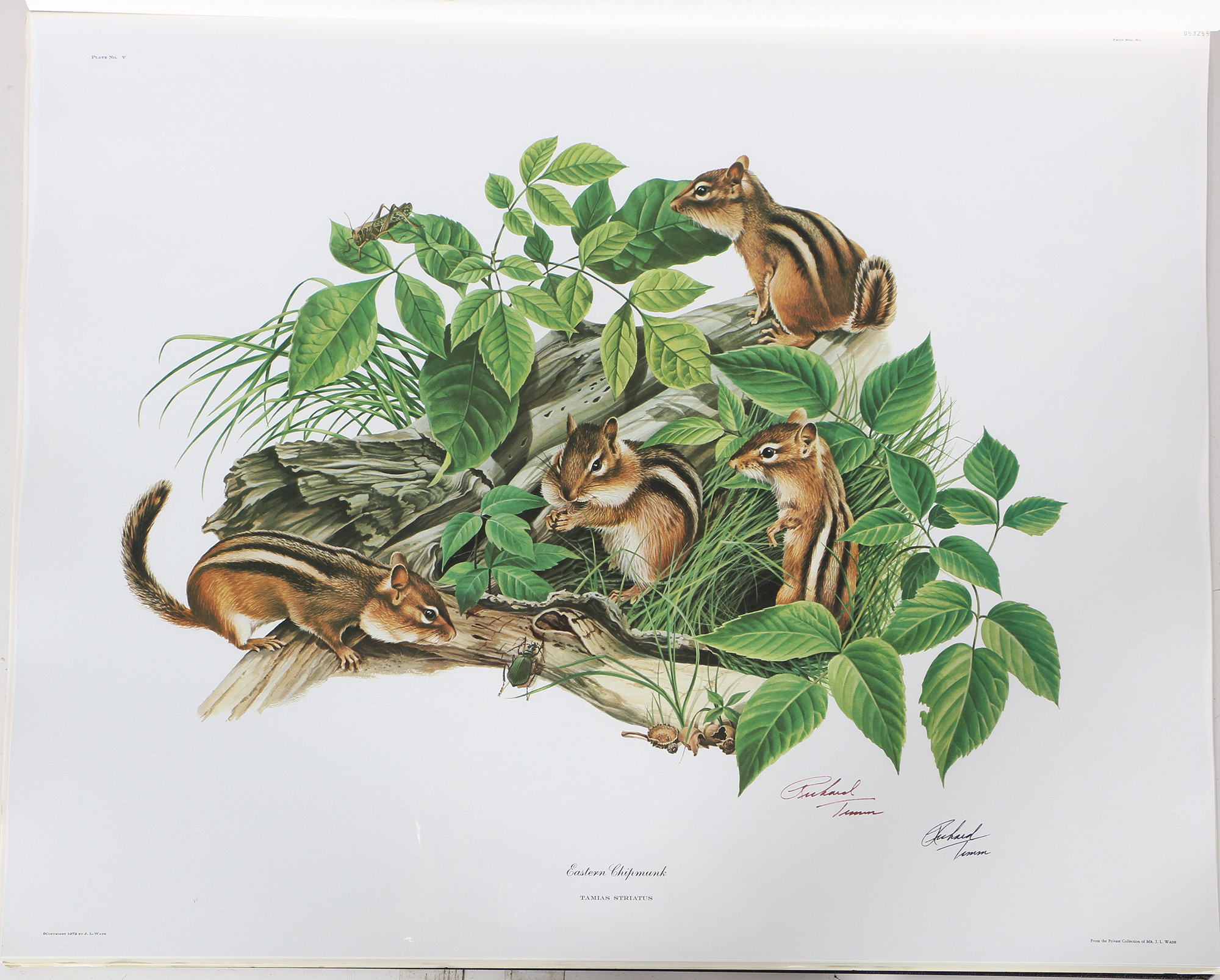 Richard Timm Offset Lithographs "Mammals of North America" Portfolio