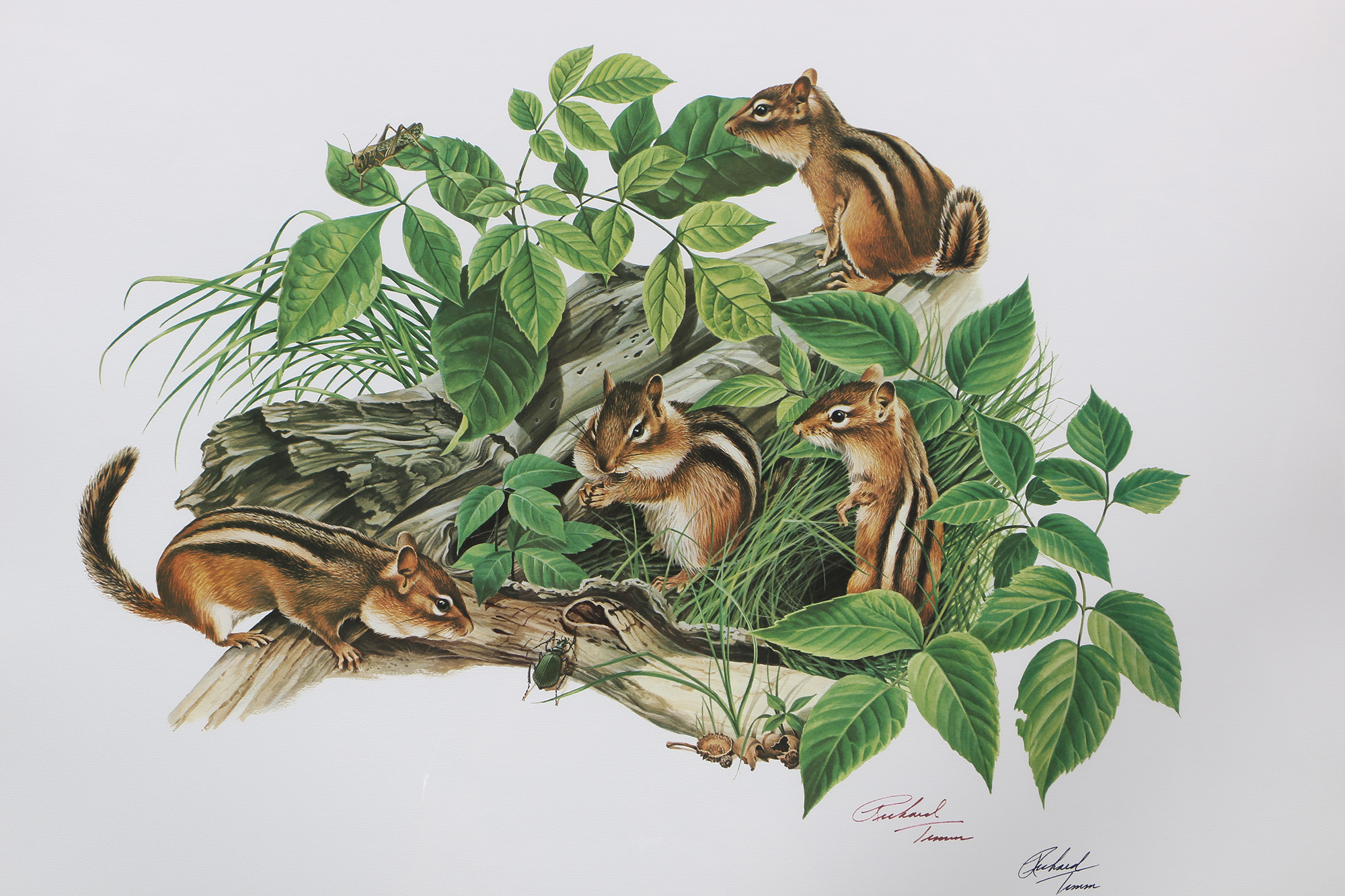Richard Timm Offset Lithographs "Mammals of North America" Portfolio