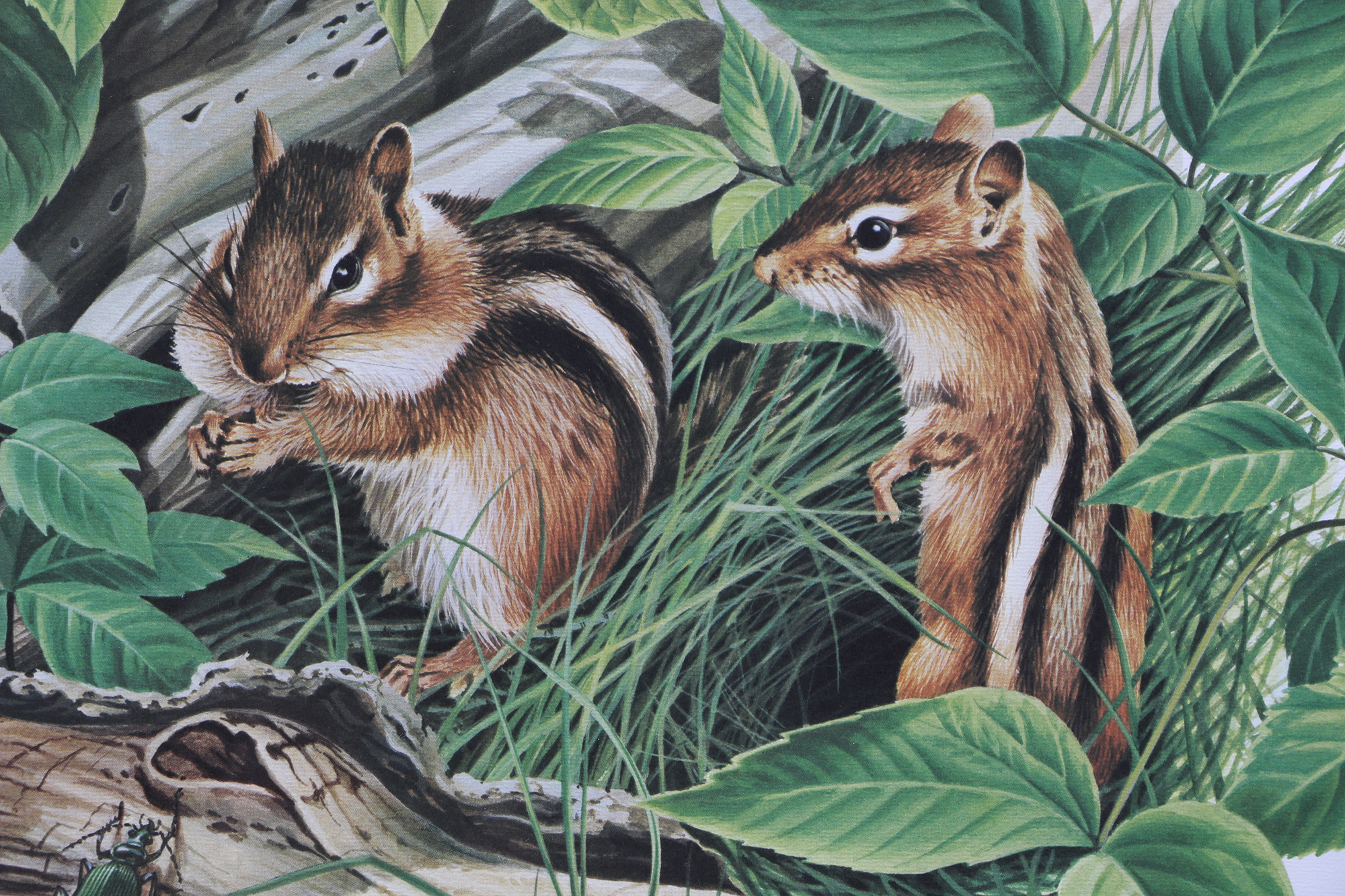 Richard Timm Offset Lithographs "Mammals of North America" Portfolio