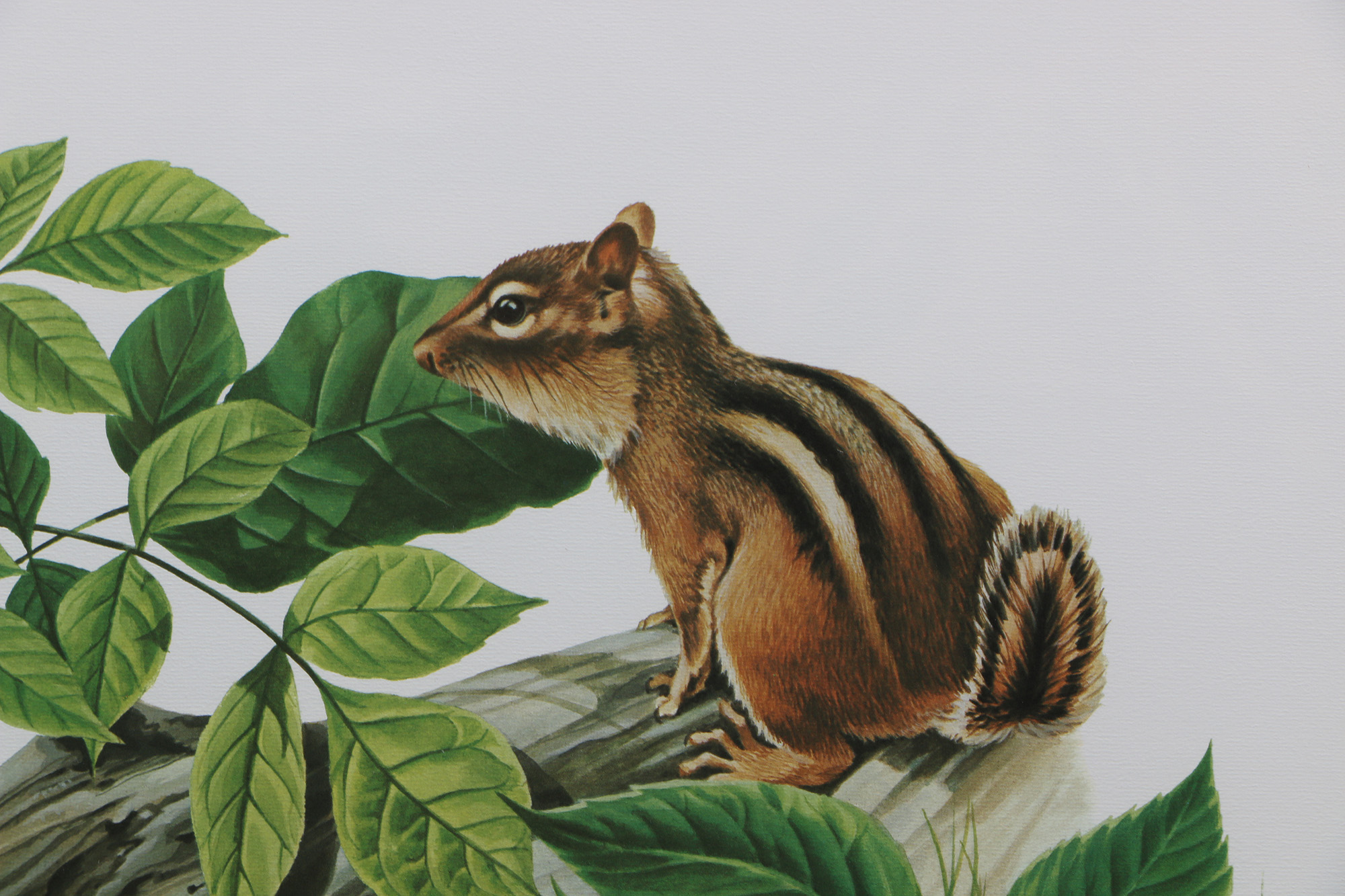 Richard Timm Offset Lithographs "Mammals of North America" Portfolio