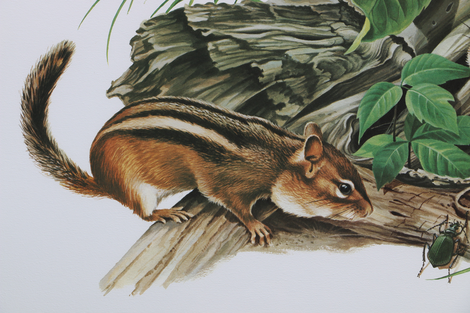 Richard Timm Offset Lithographs "Mammals of North America" Portfolio