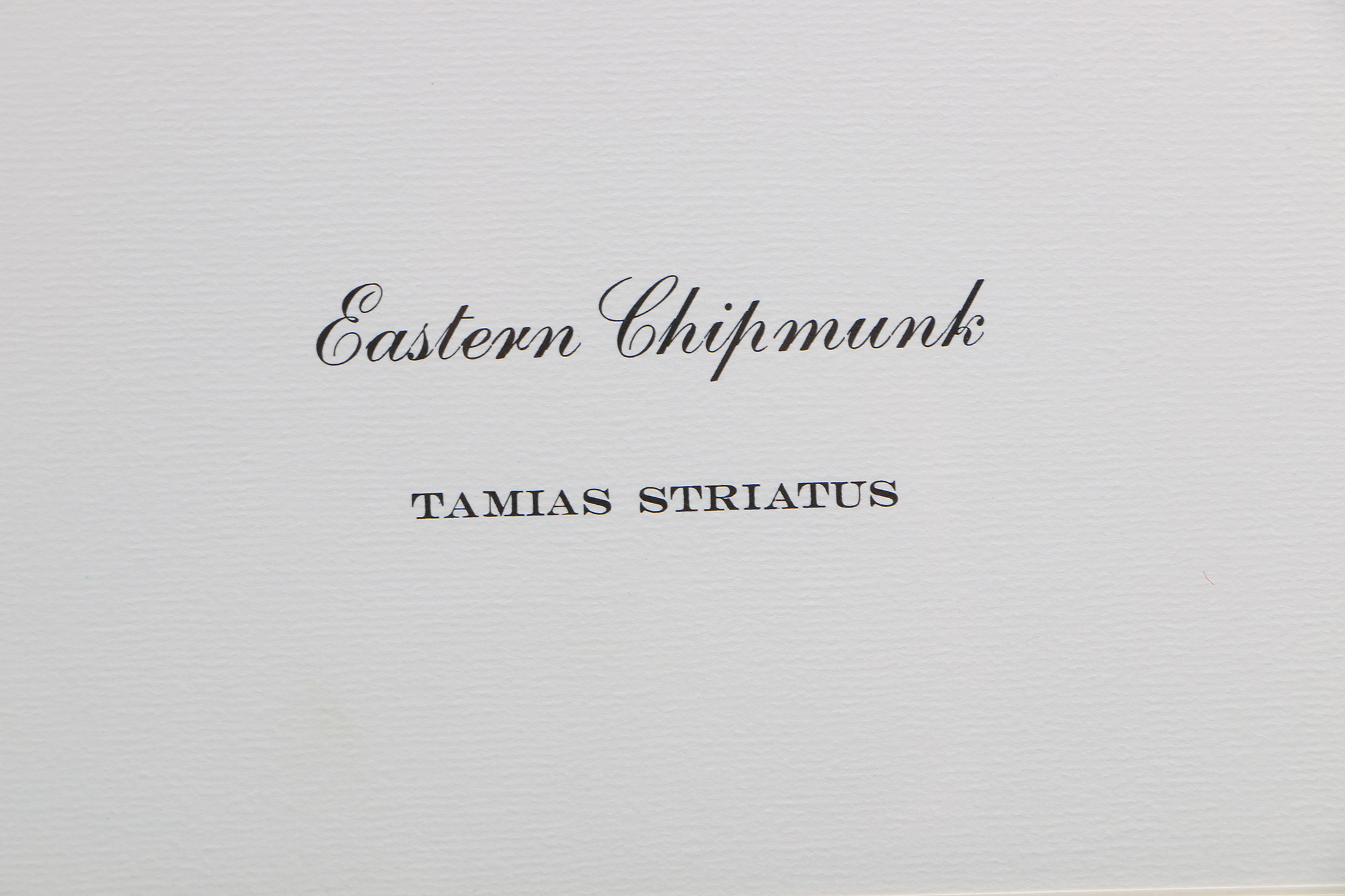 Richard Timm Offset Lithographs "Mammals of North America" Portfolio