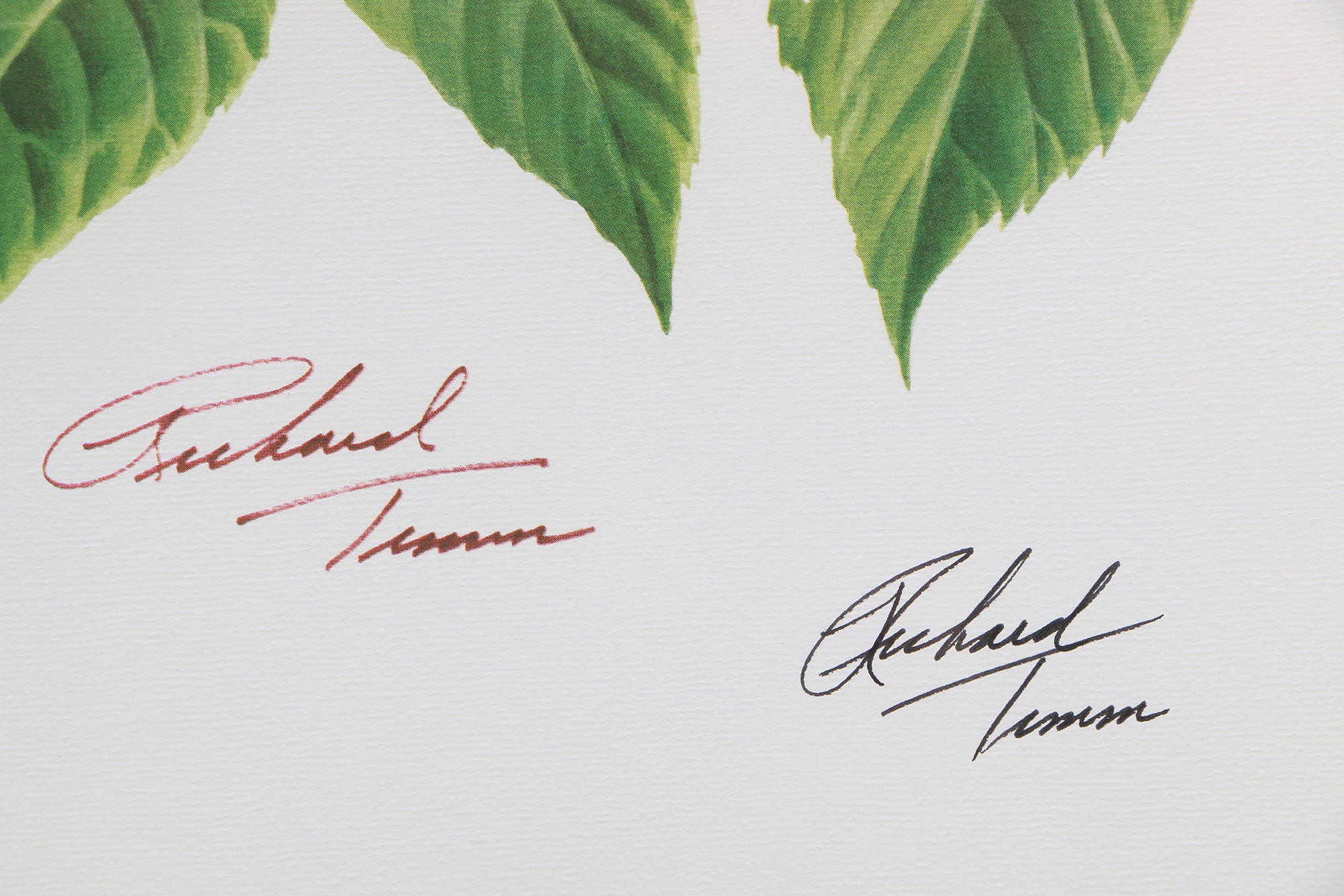 Richard Timm Offset Lithographs "Mammals of North America" Portfolio