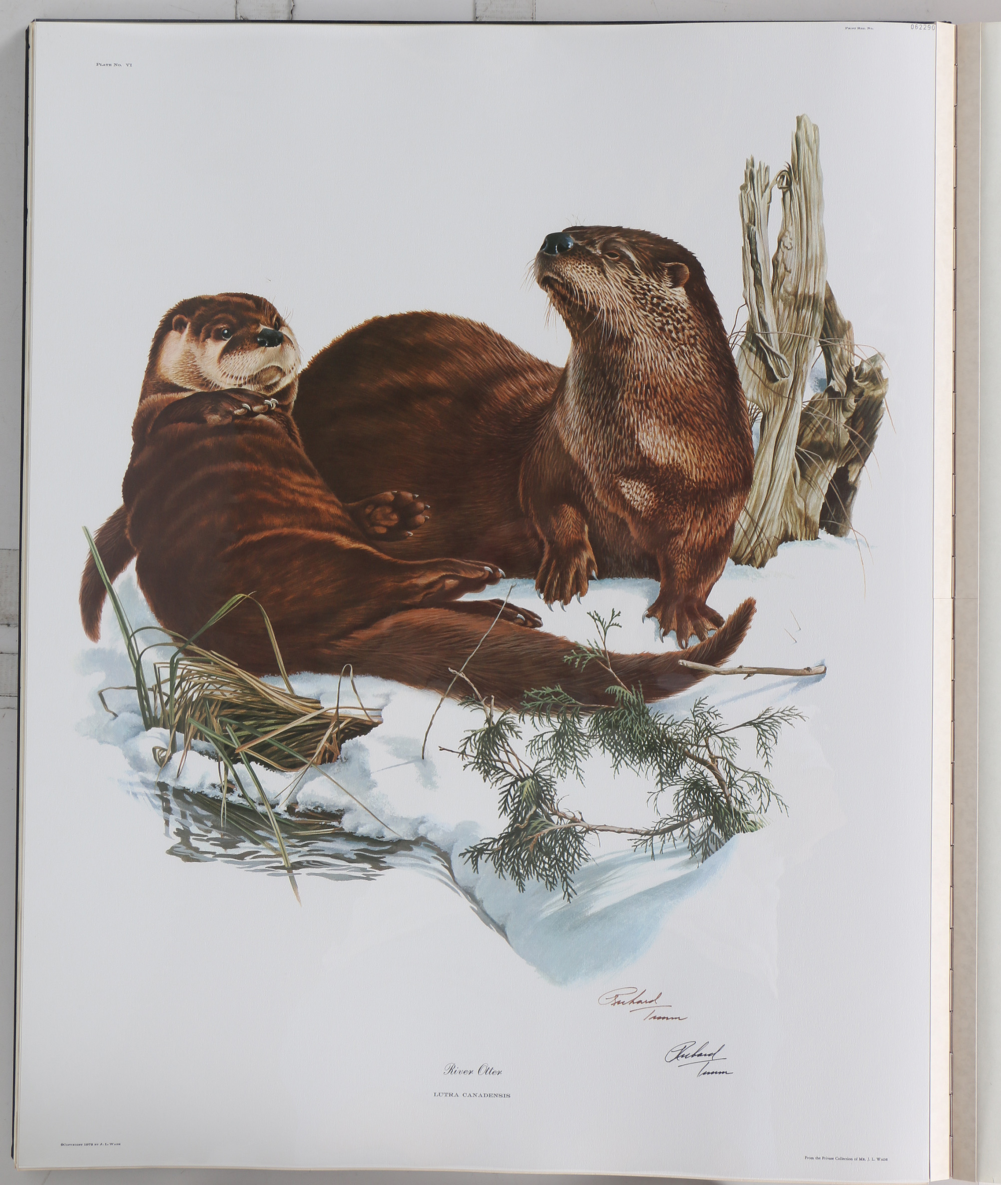 Richard Timm Offset Lithographs "Mammals of North America" Portfolio
