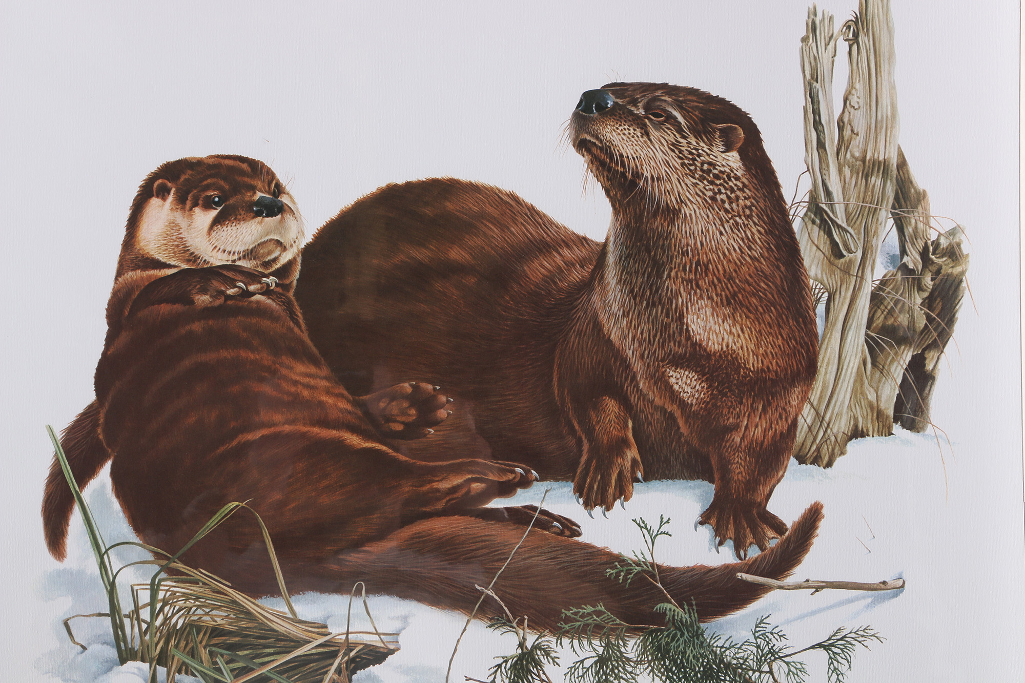 Richard Timm Offset Lithographs "Mammals of North America" Portfolio
