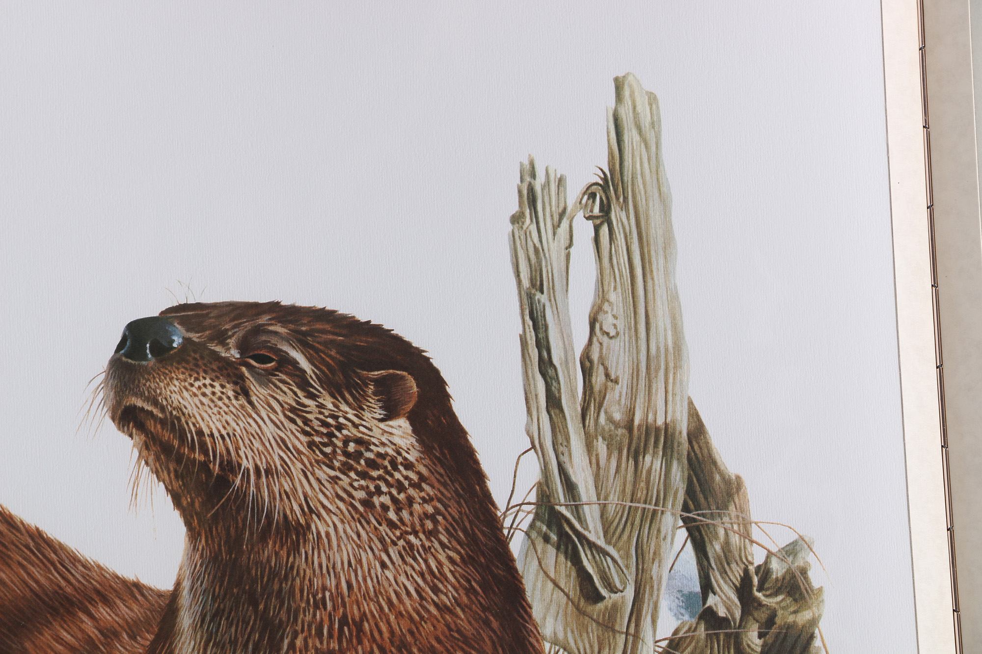 Richard Timm Offset Lithographs "Mammals of North America" Portfolio