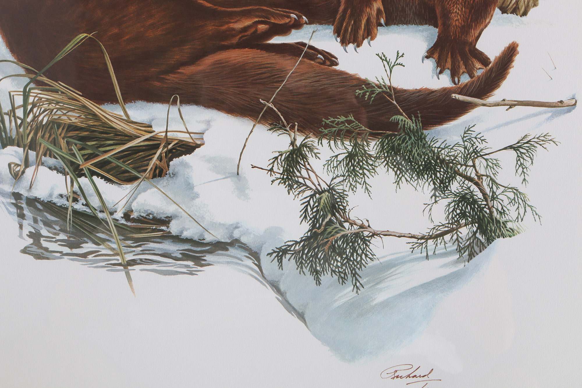 Richard Timm Offset Lithographs "Mammals of North America" Portfolio