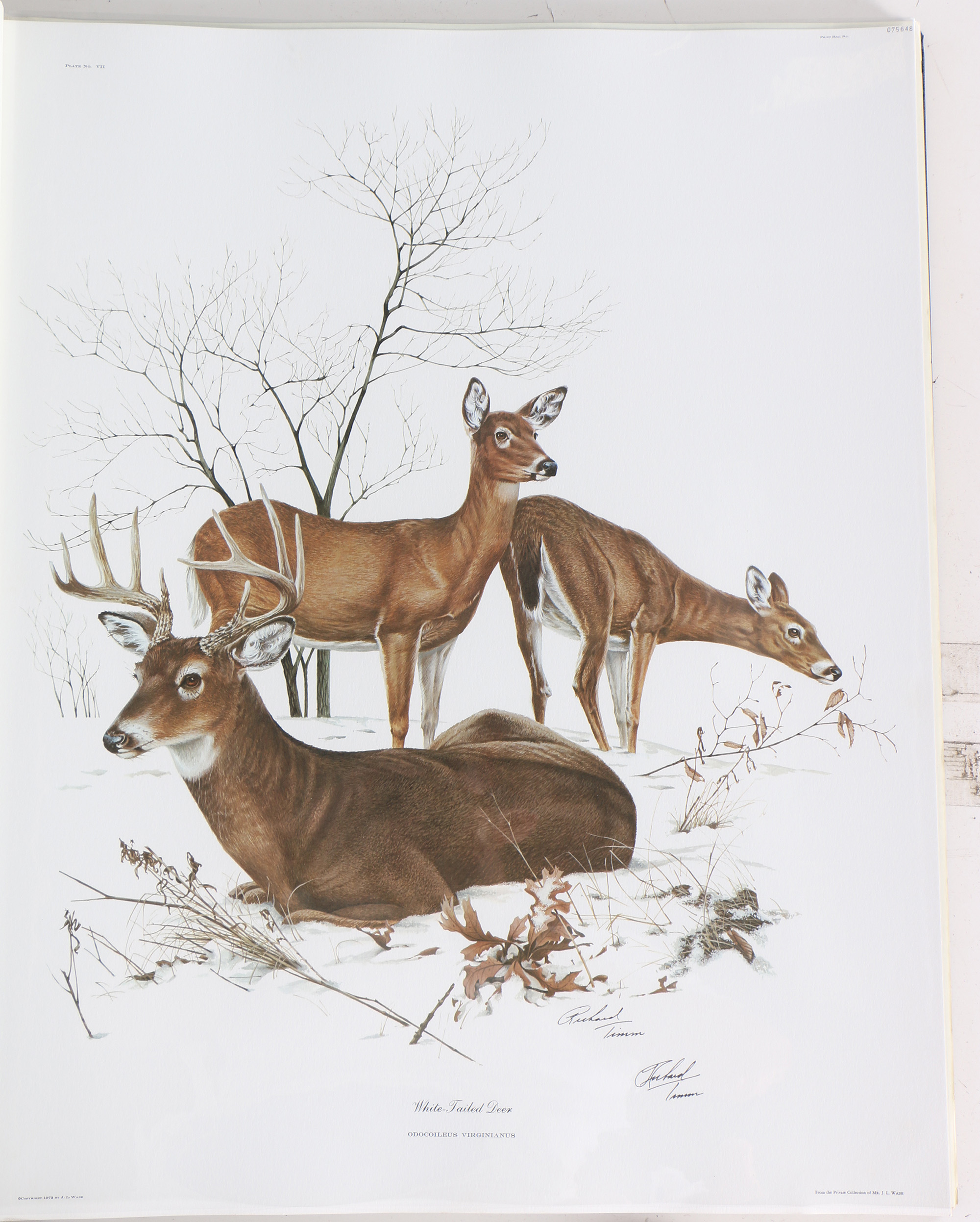 Richard Timm Offset Lithographs "Mammals of North America" Portfolio