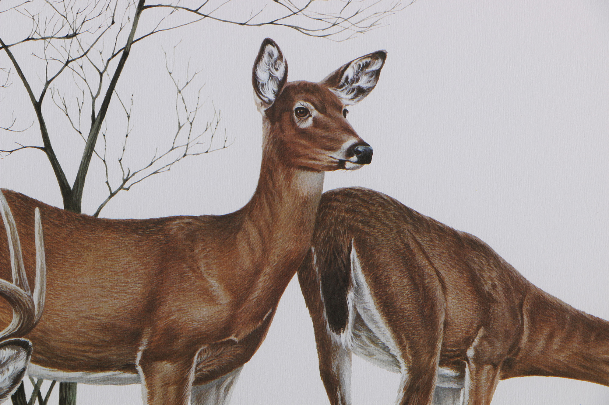 Richard Timm Offset Lithographs "Mammals of North America" Portfolio