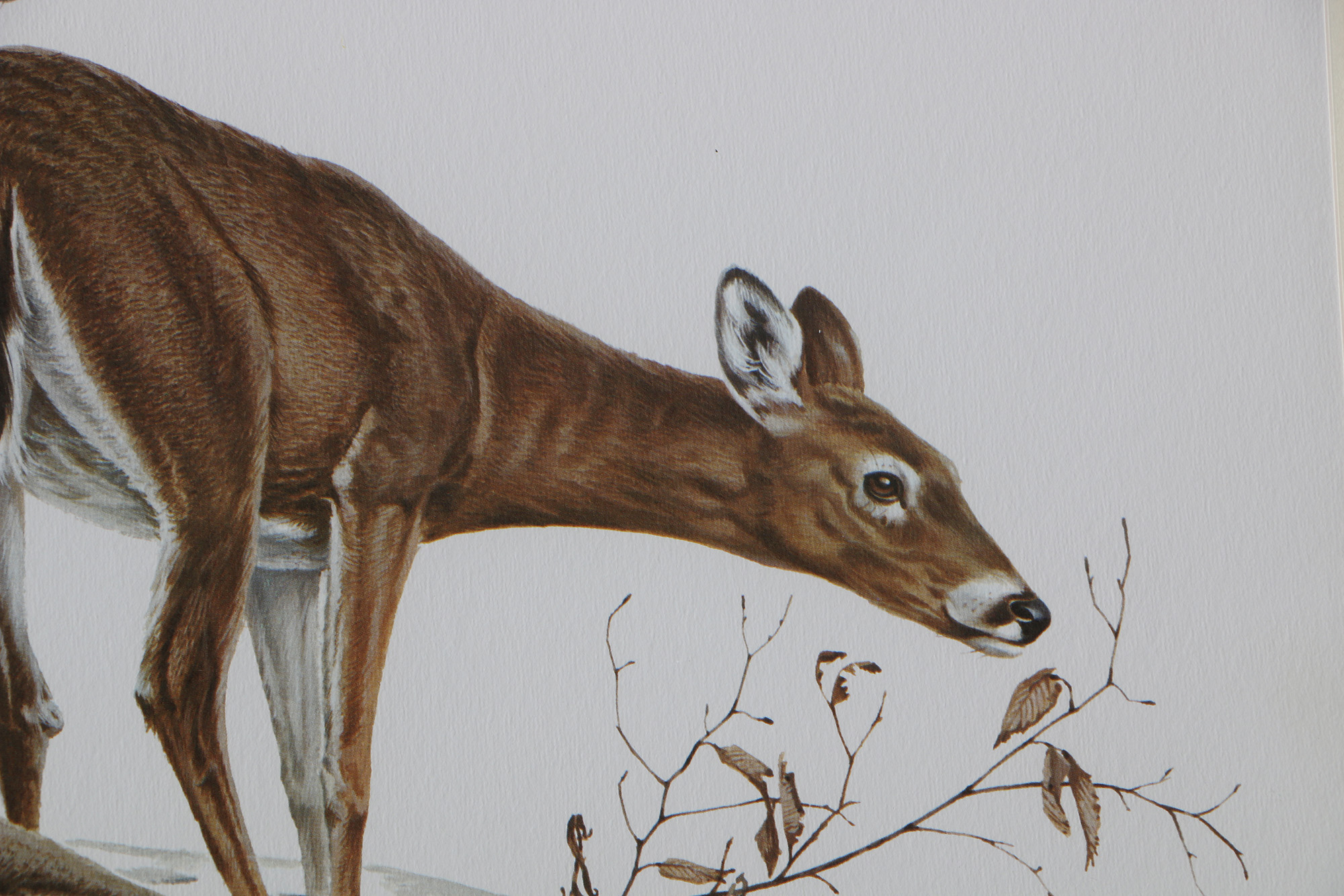 Richard Timm Offset Lithographs "Mammals of North America" Portfolio