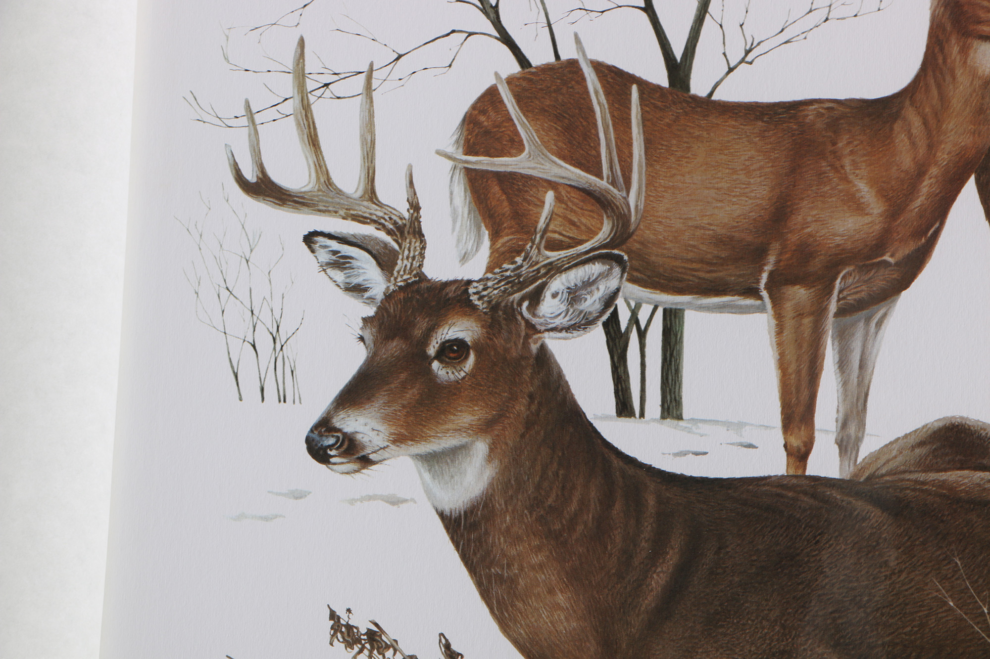 Richard Timm Offset Lithographs "Mammals of North America" Portfolio