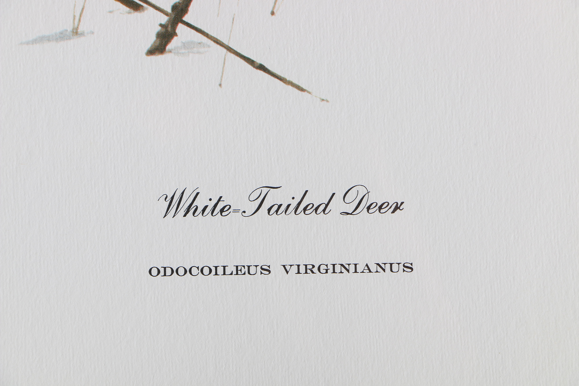 Richard Timm Offset Lithographs "Mammals of North America" Portfolio