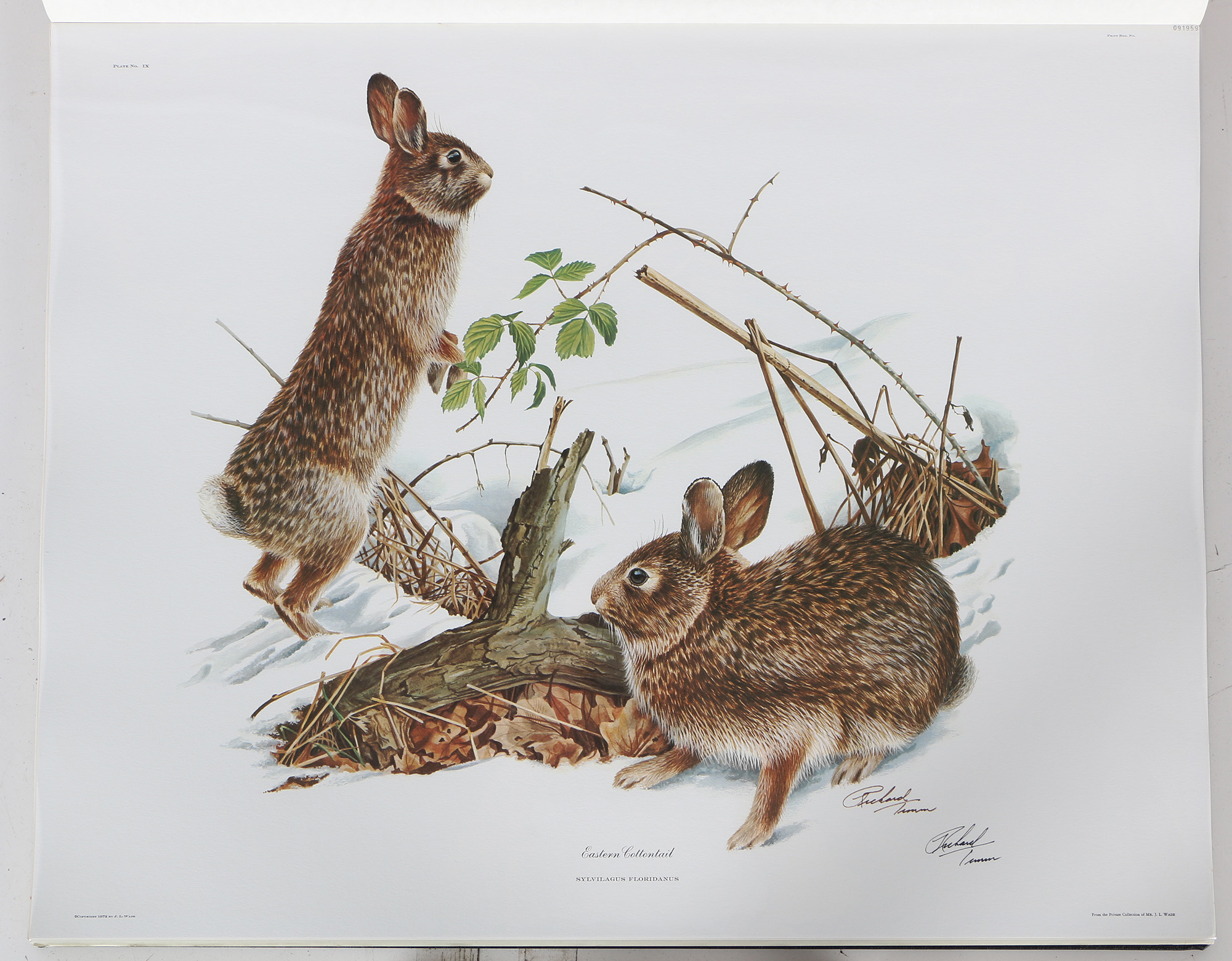Richard Timm Offset Lithographs "Mammals of North America" Portfolio