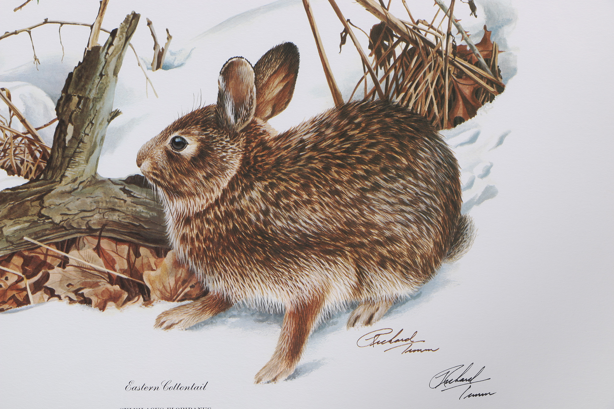 Richard Timm Offset Lithographs "Mammals of North America" Portfolio