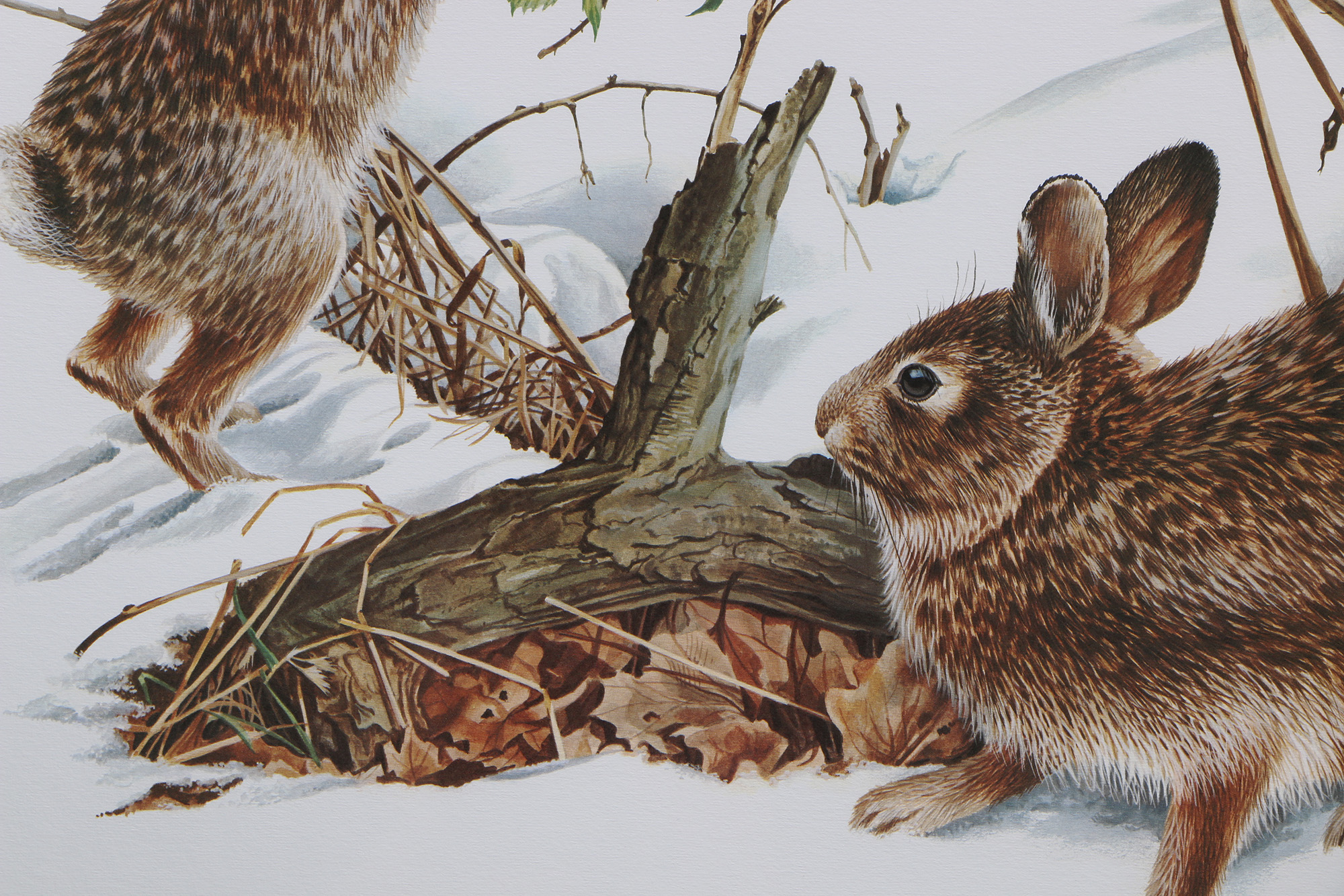 Richard Timm Offset Lithographs "Mammals of North America" Portfolio