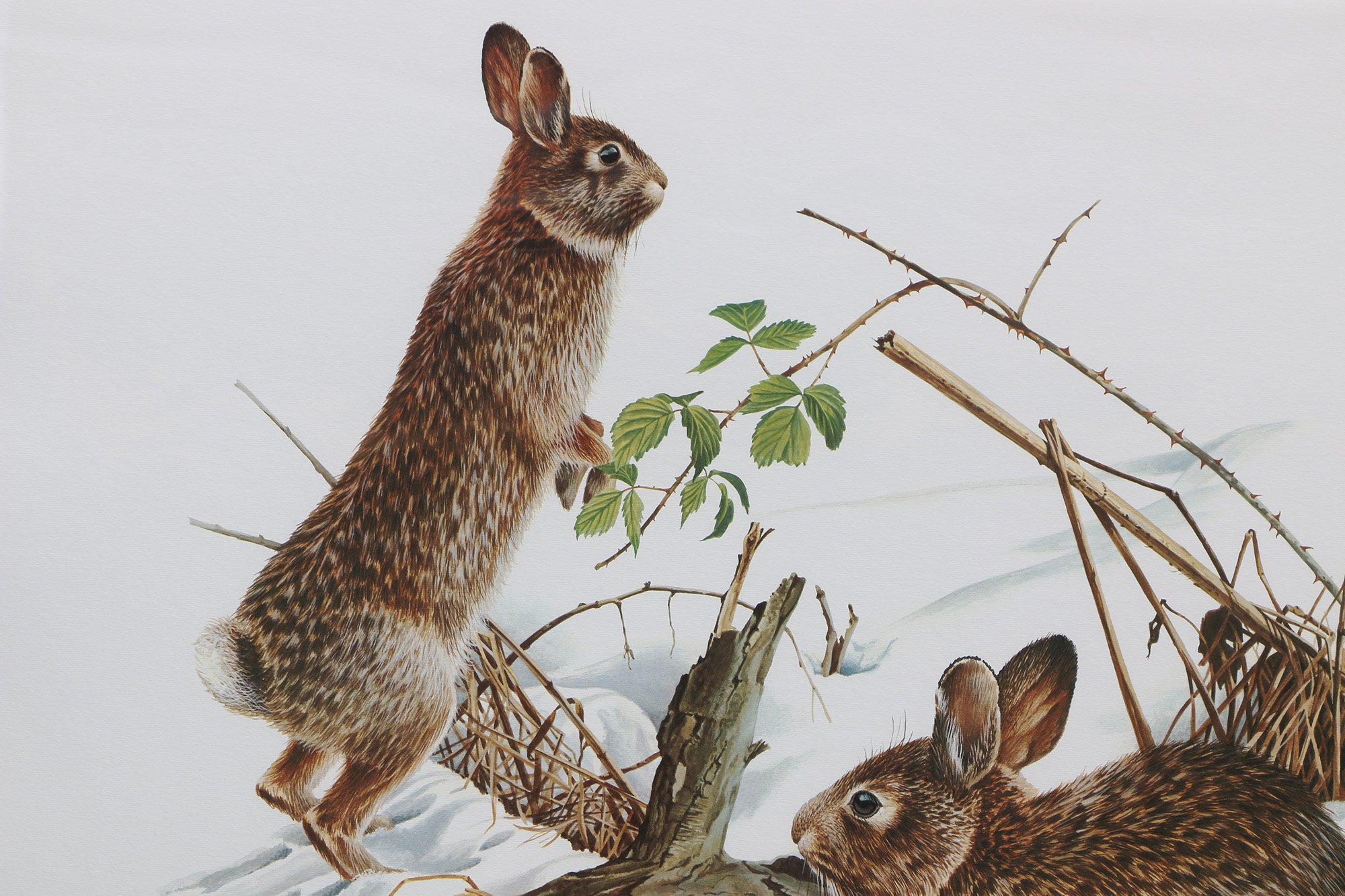 Richard Timm Offset Lithographs "Mammals of North America" Portfolio