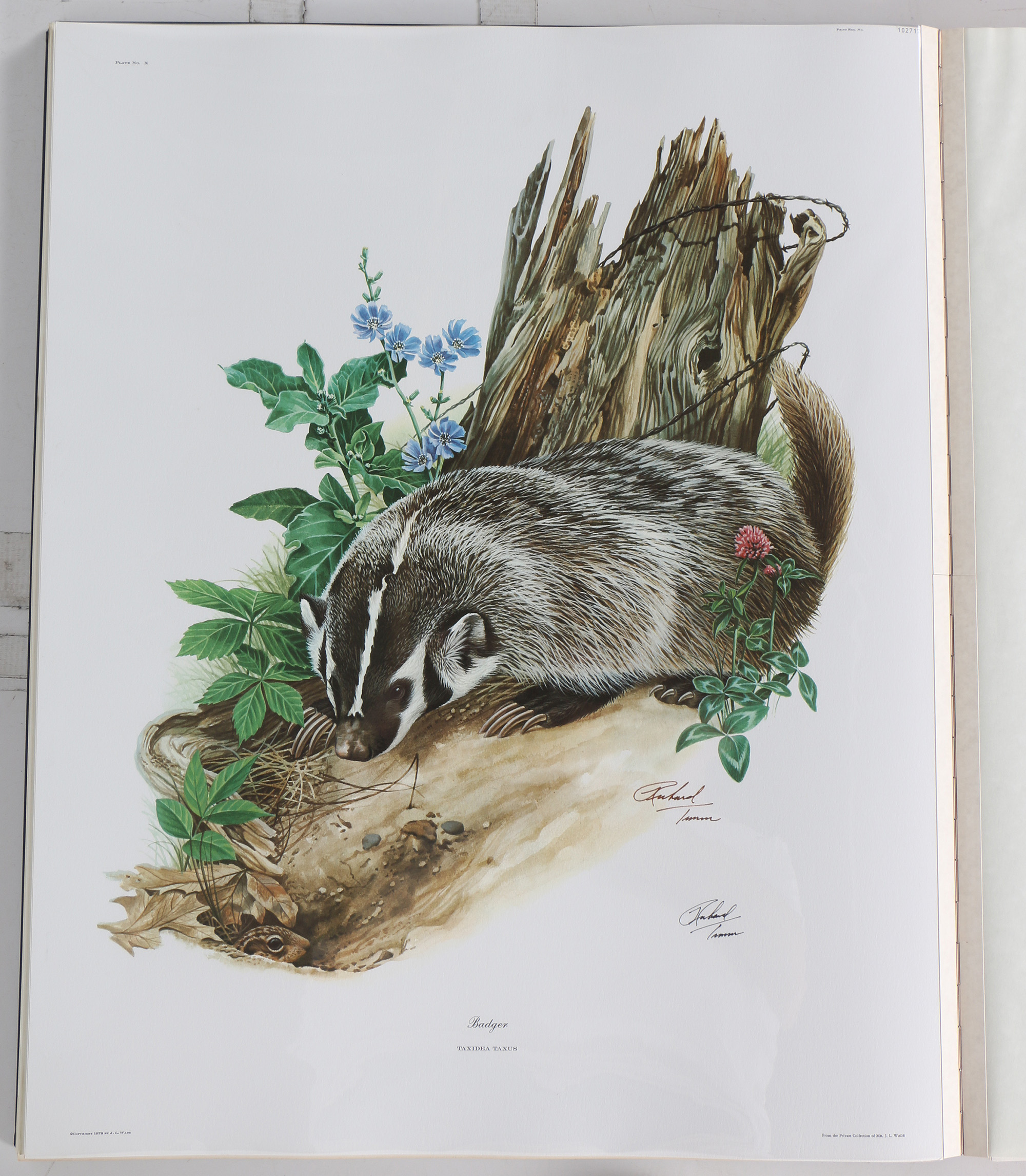 Richard Timm Offset Lithographs "Mammals of North America" Portfolio
