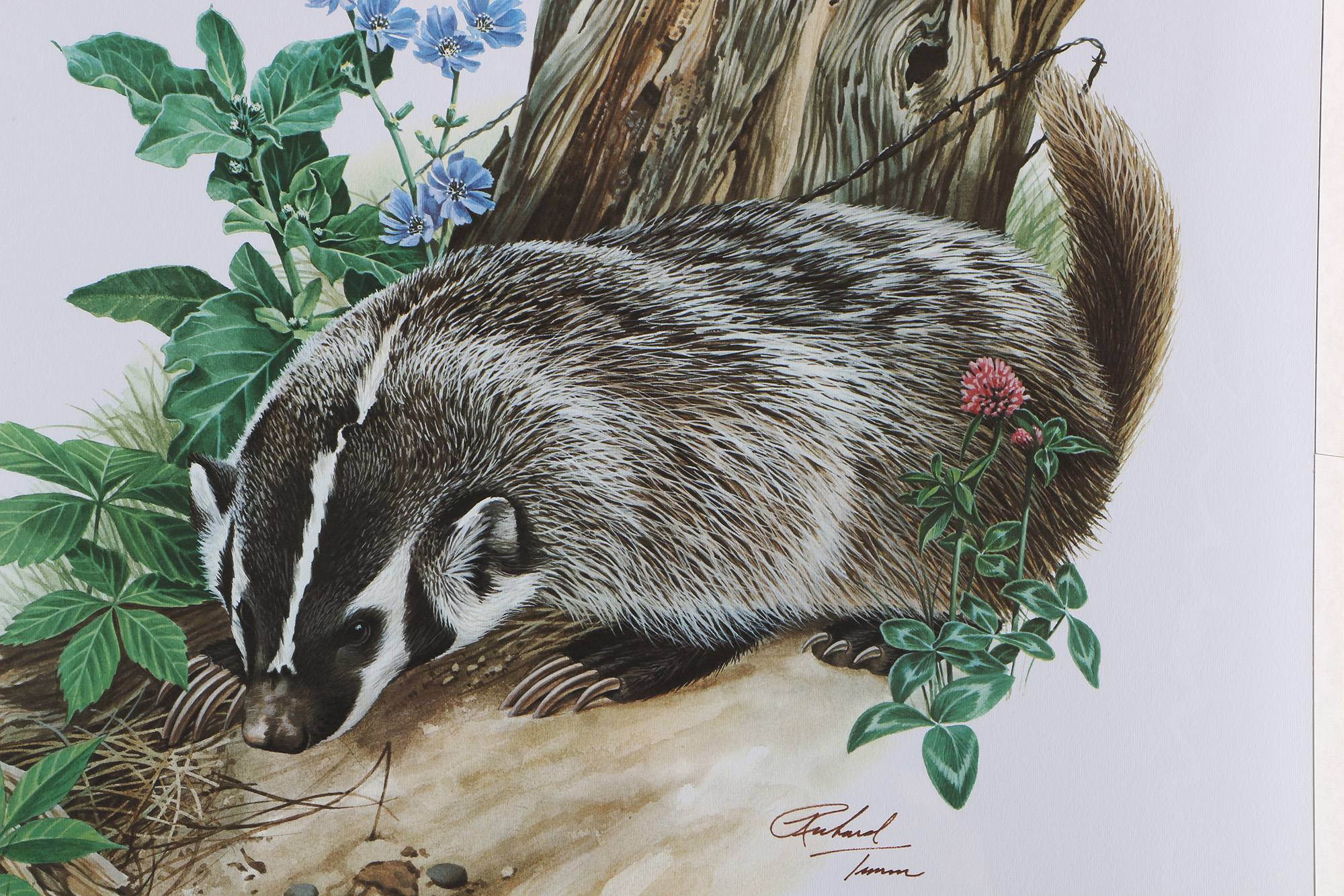 Richard Timm Offset Lithographs "Mammals of North America" Portfolio