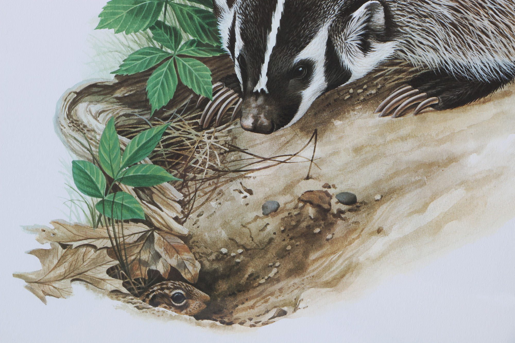 Richard Timm Offset Lithographs "Mammals of North America" Portfolio