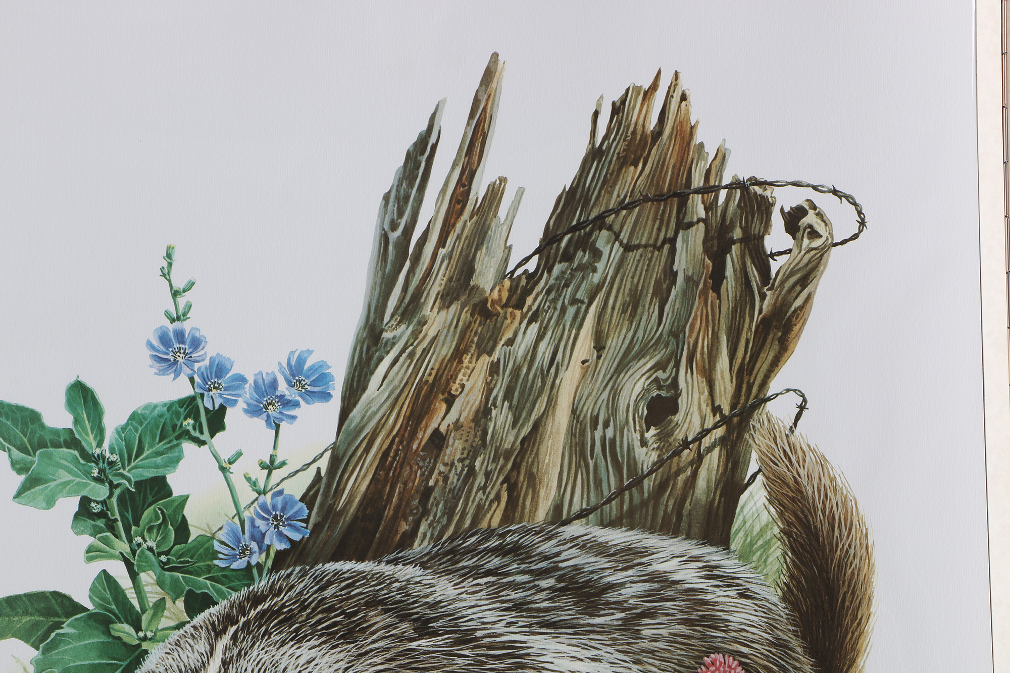 Richard Timm Offset Lithographs "Mammals of North America" Portfolio