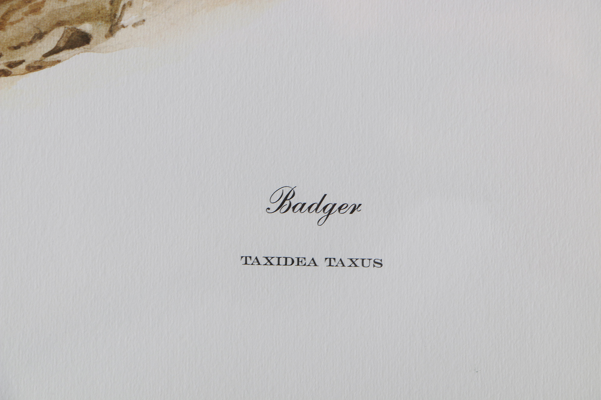 Richard Timm Offset Lithographs "Mammals of North America" Portfolio