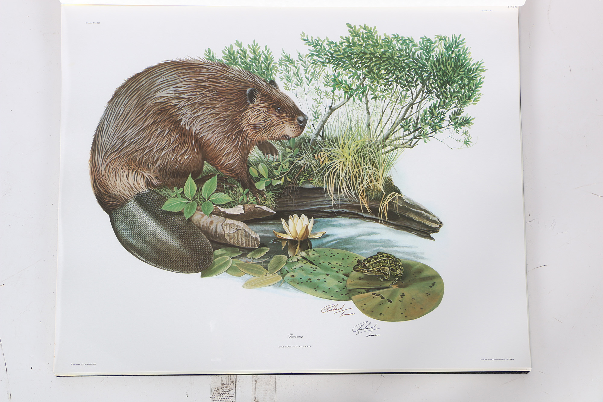 Richard Timm Offset Lithographs "Mammals of North America" Portfolio